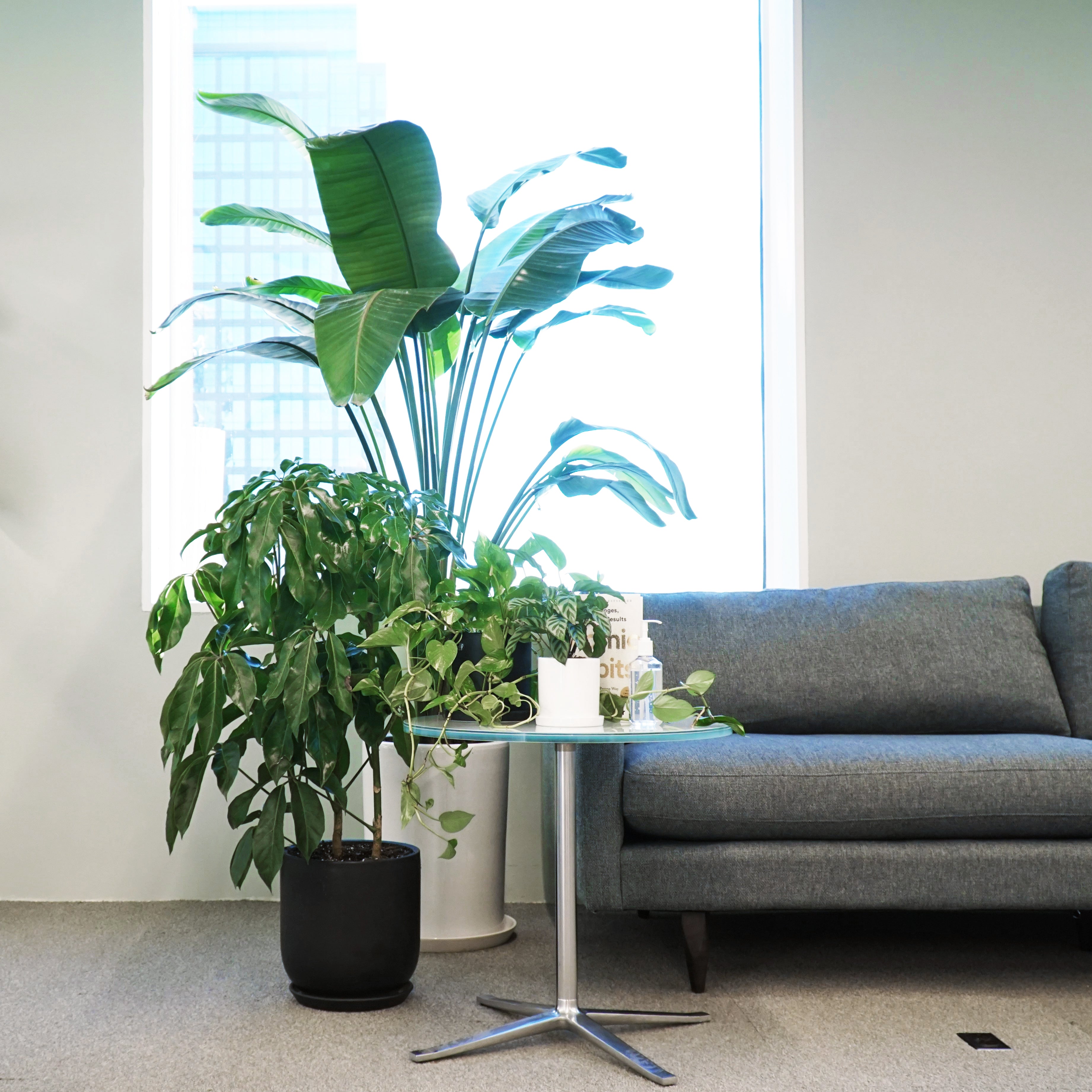 3 Reasons to Get Houseplants In Your New Apartment