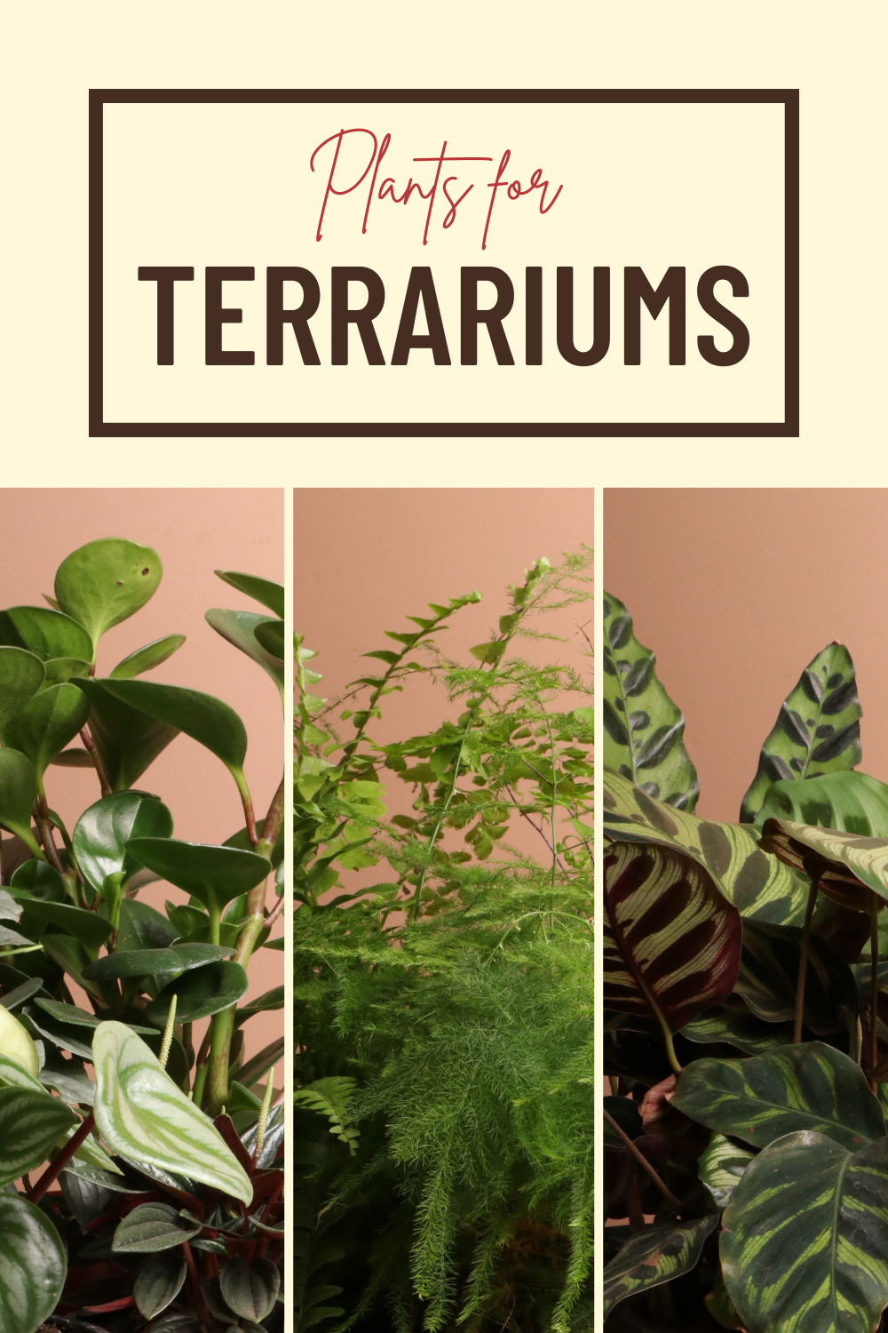 The Top 5 Best Terrarium Plants