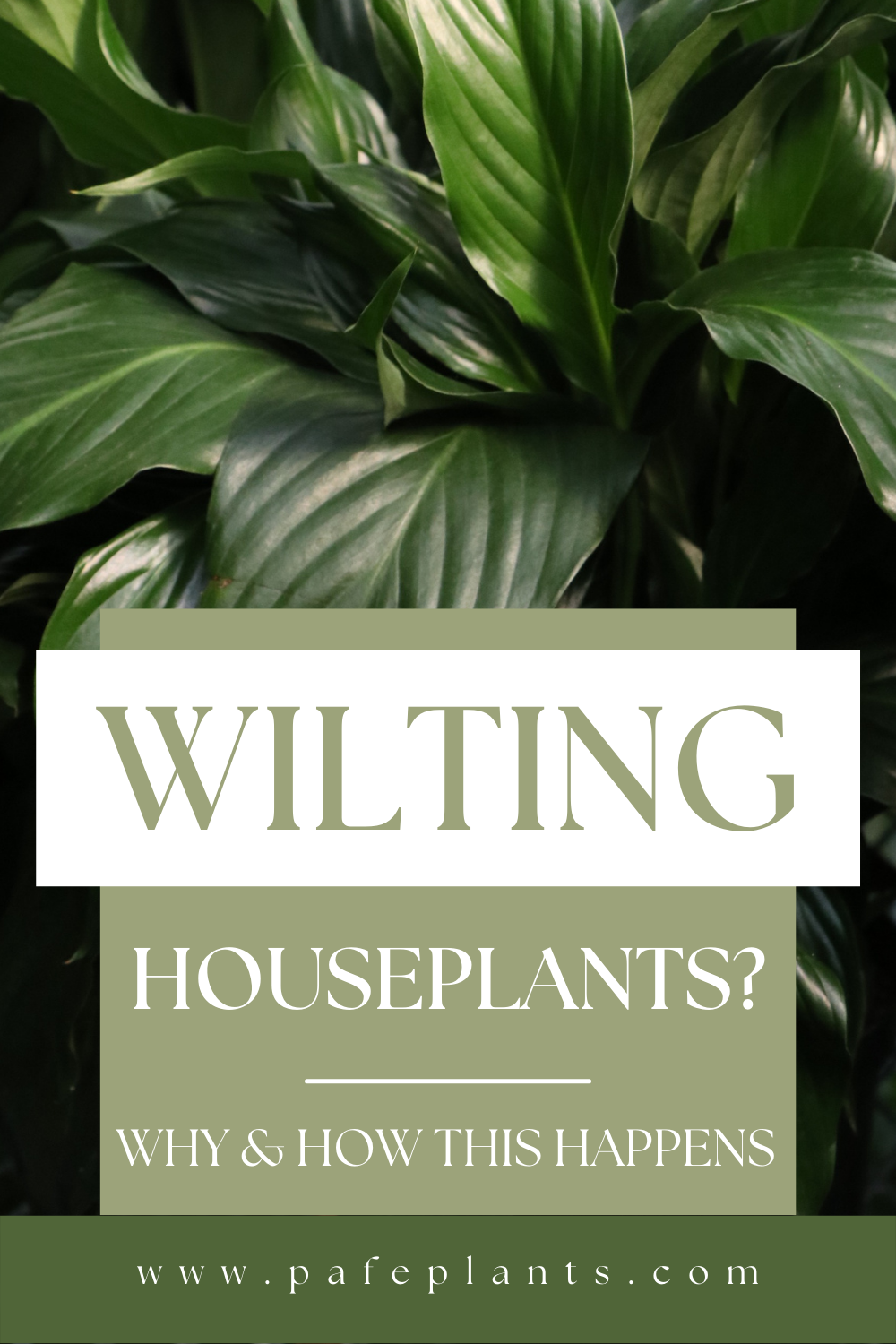 Have A Wilting Plant? How To Revive It And Why It Happens!