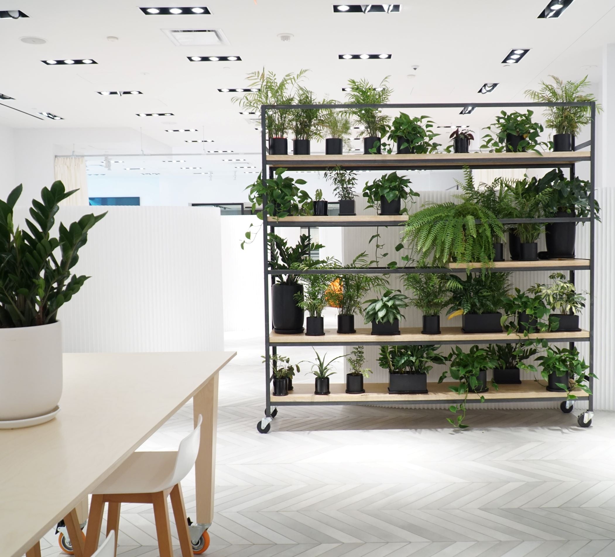 If You Want to Increase Productivity, Bring Indoor Plants into the Office