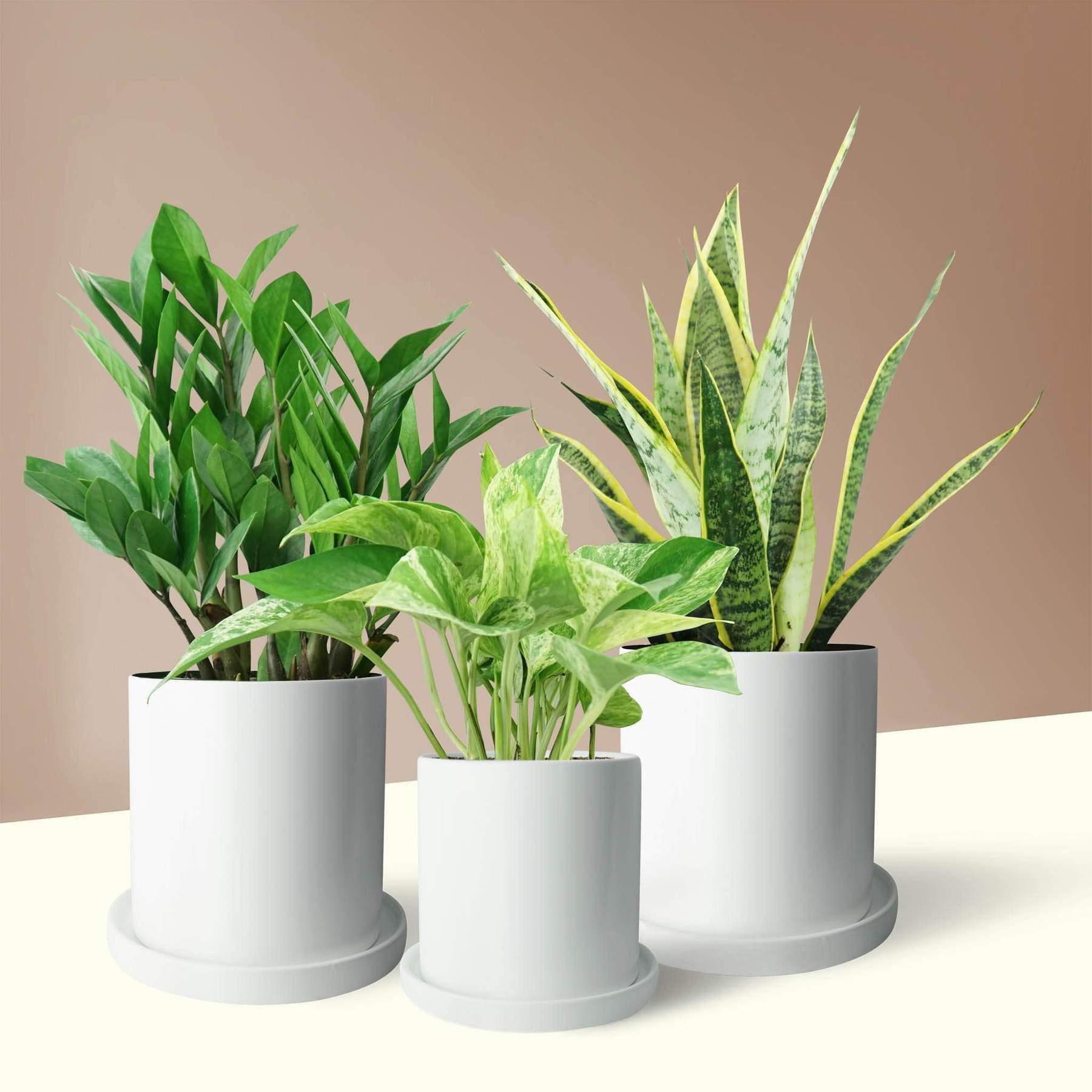 How Hard Is It to Take Care of Indoor Plants?