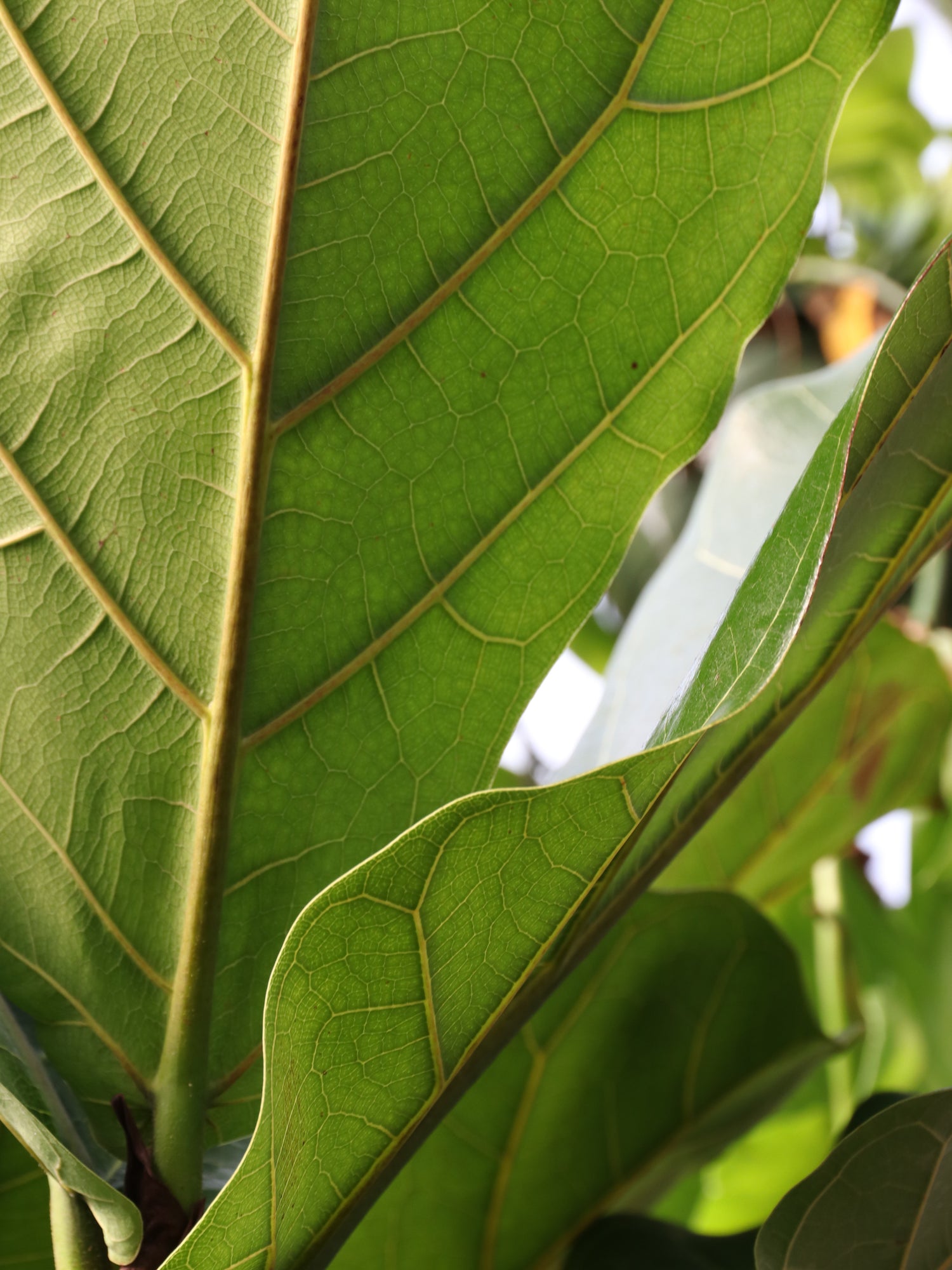 how to care for fiddle leaf figs, fiddle leaf fig care