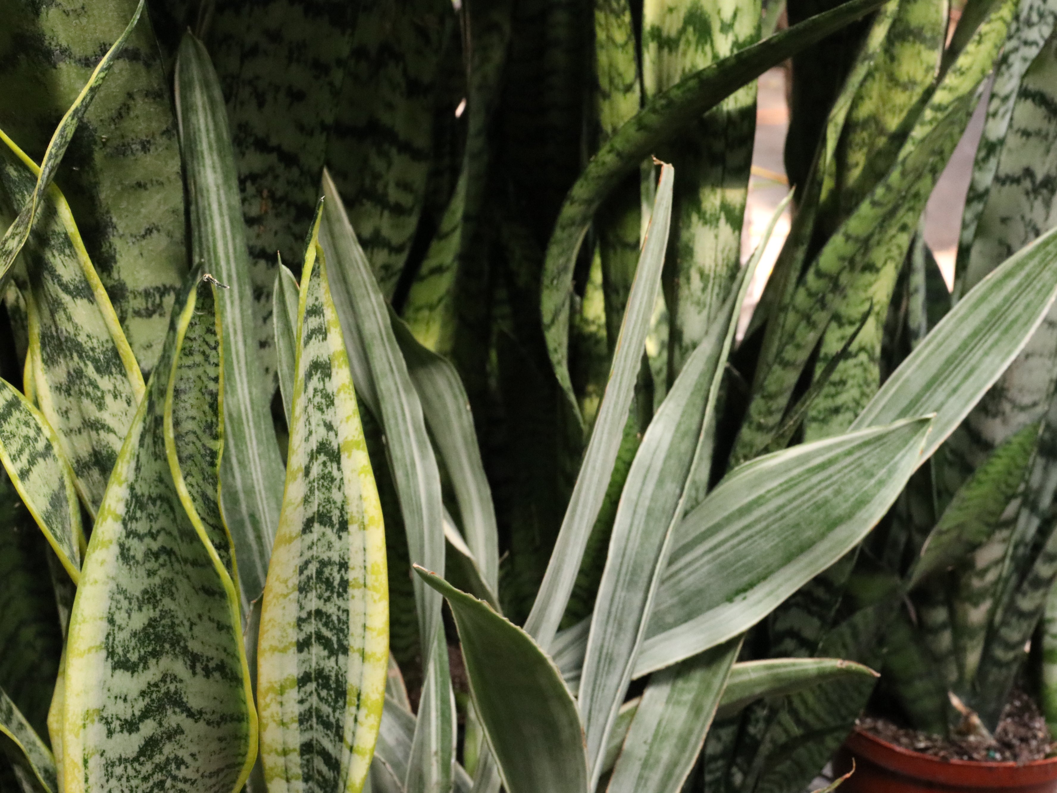 Immortal Snake Plants 101: Everything You Need To Know