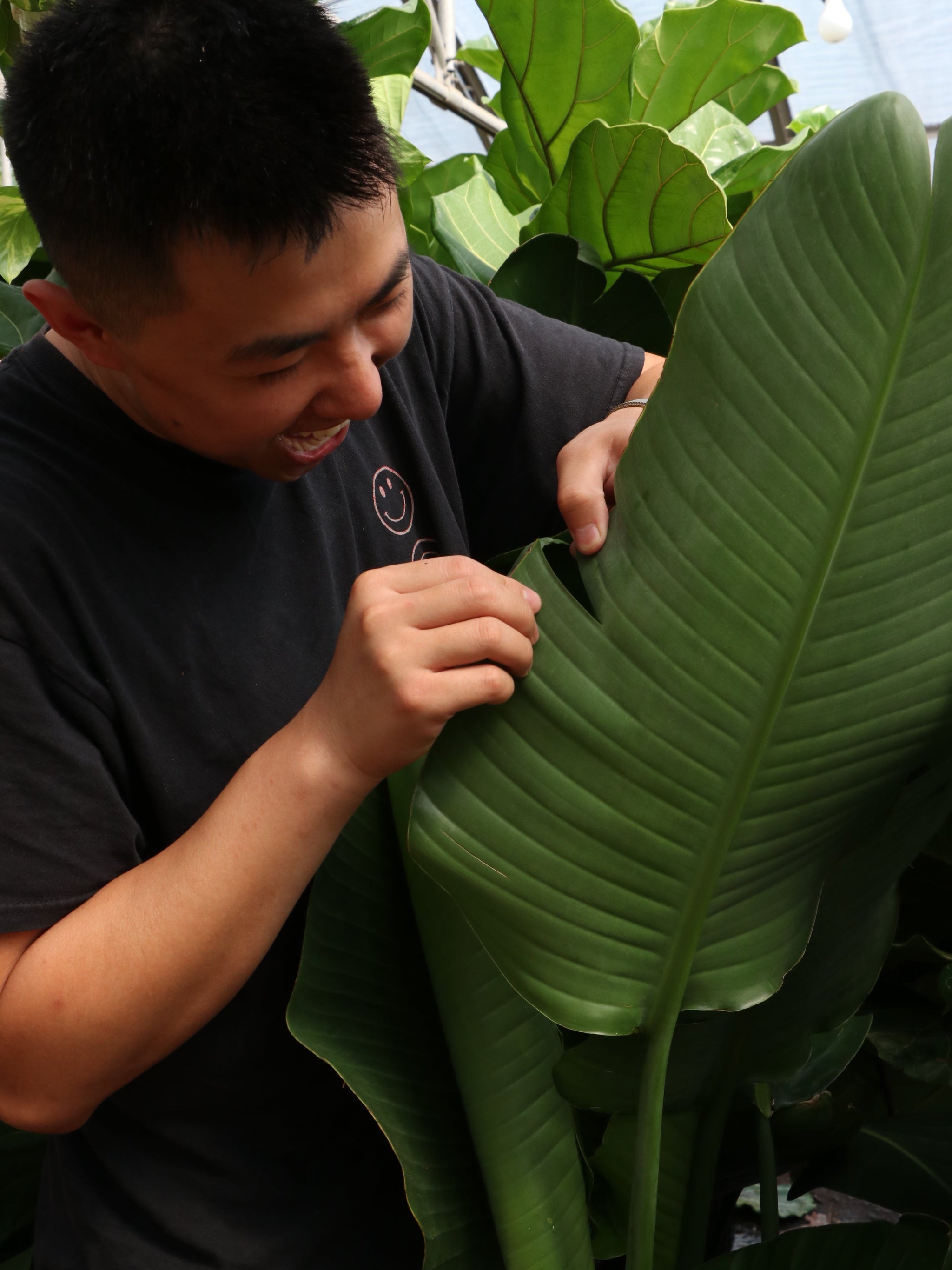 Why Does My Bird Of Paradise Have Slits In The Leaves?
