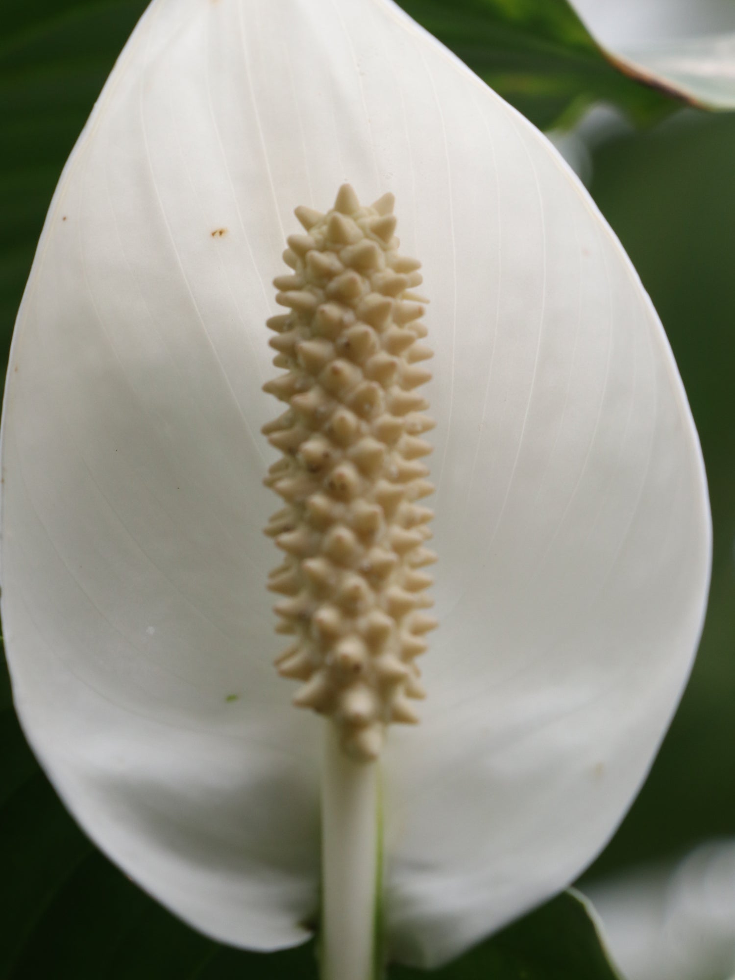 spathiphyllum, peace lily, peace lily flower