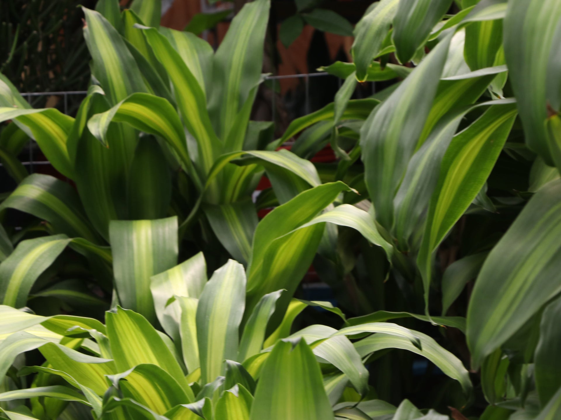 How To Care For A Mass Cane  Pafe Plants
