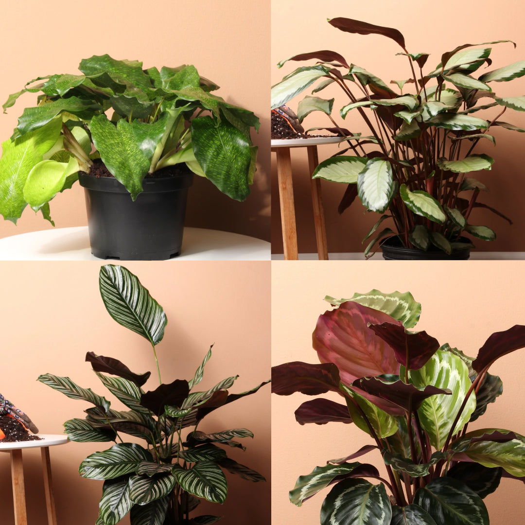Everything you need to know about Calatheas- the mysterious moving plant