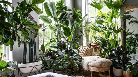 How To Level Up Your Interior Layout With Houseplants