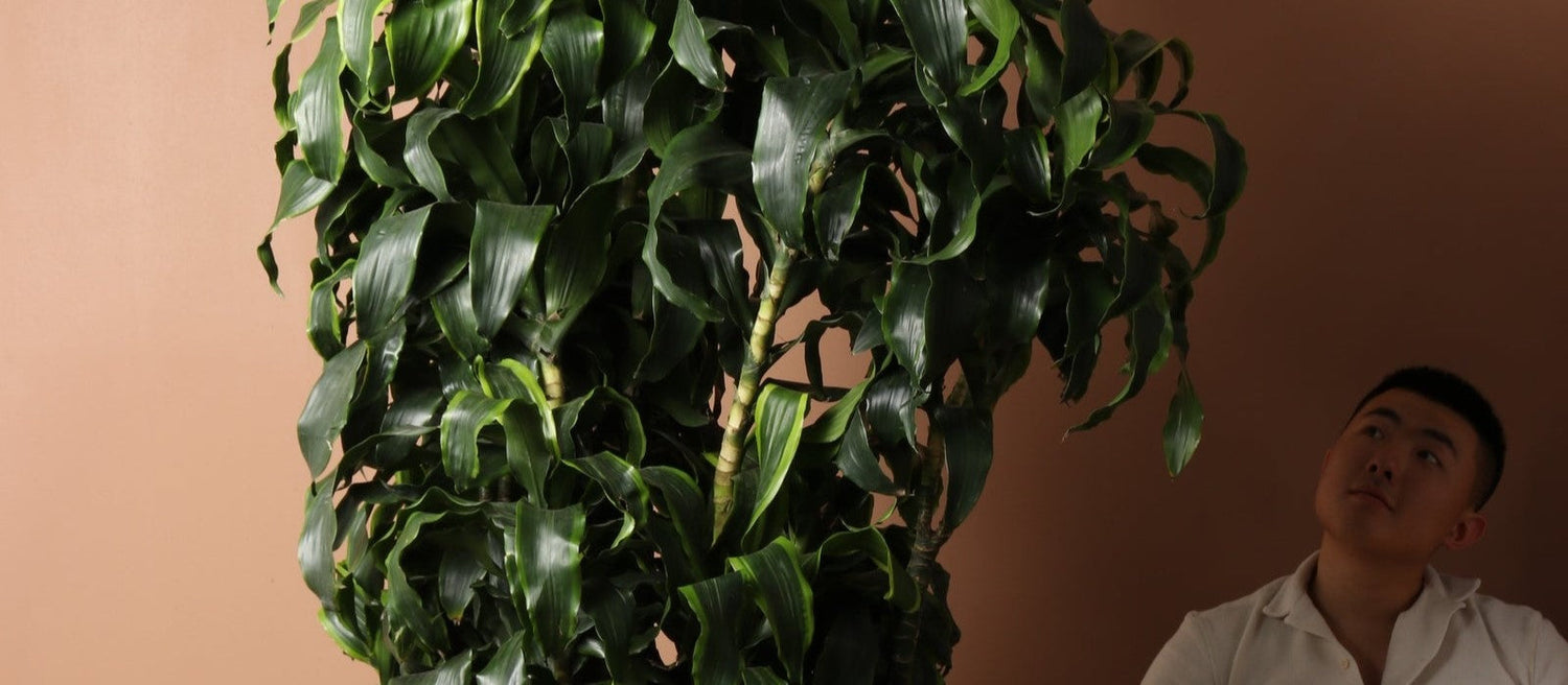 Man sitting, looking up, and admiring the huge Dracaena Dorado Cane plant next to him