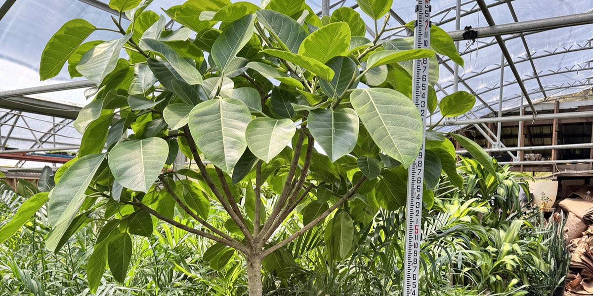 A large, big plant stands tall in a greenhouse surrounded by other plants