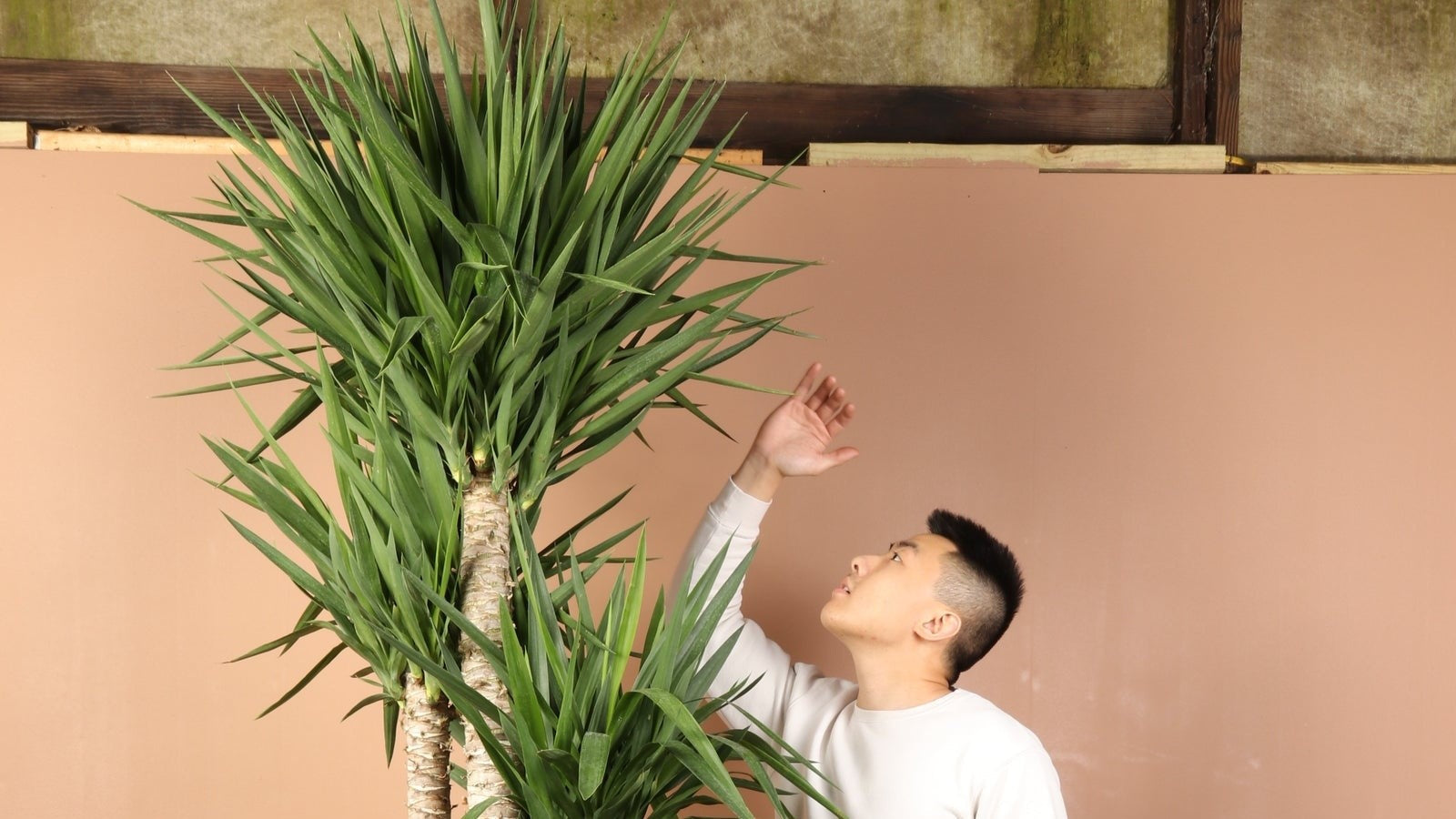 Tall standing man measuring his height next to his tall indoor plant, a huge yucca cane plant