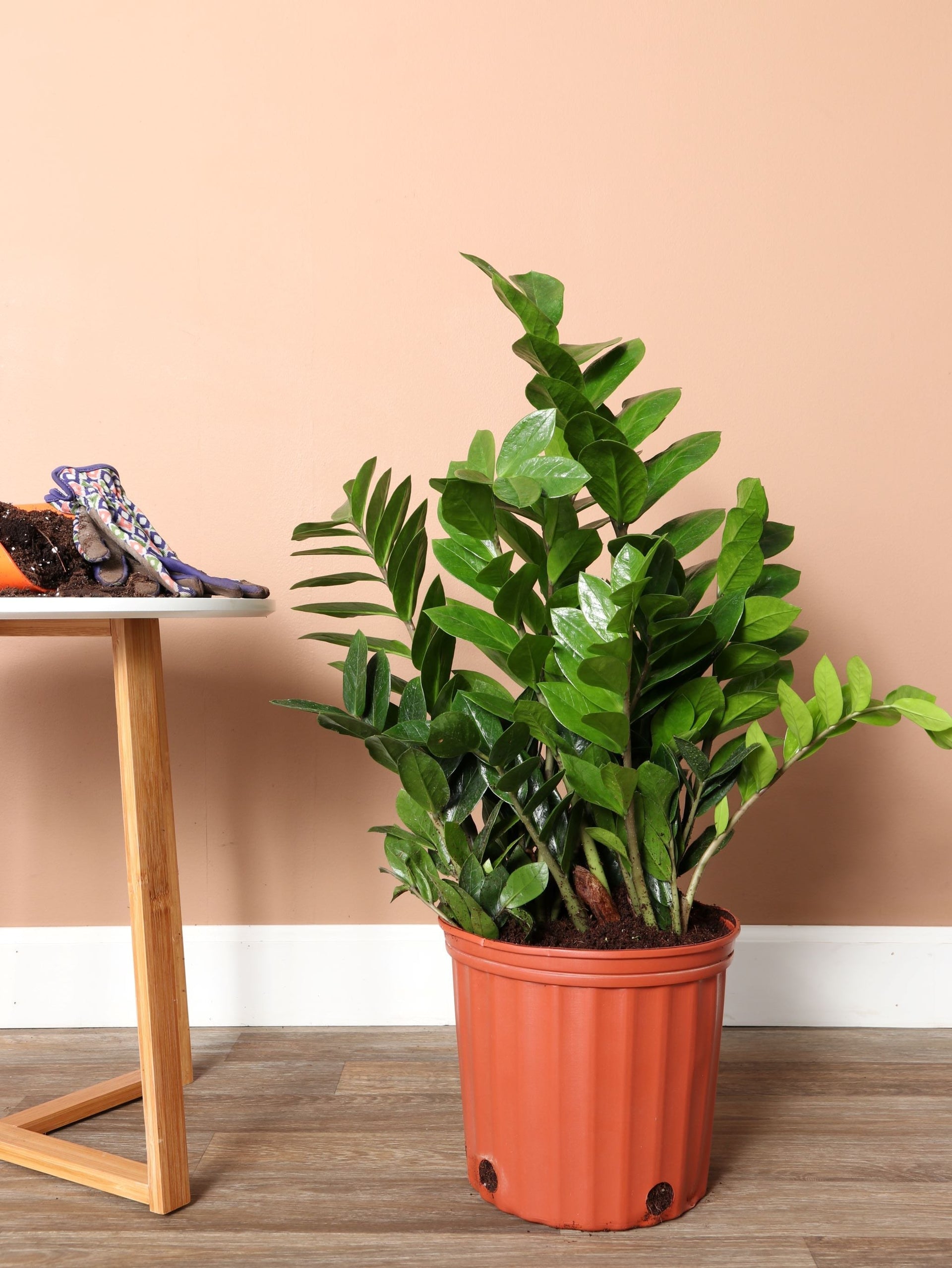 2-3 Feet ZZ Plant