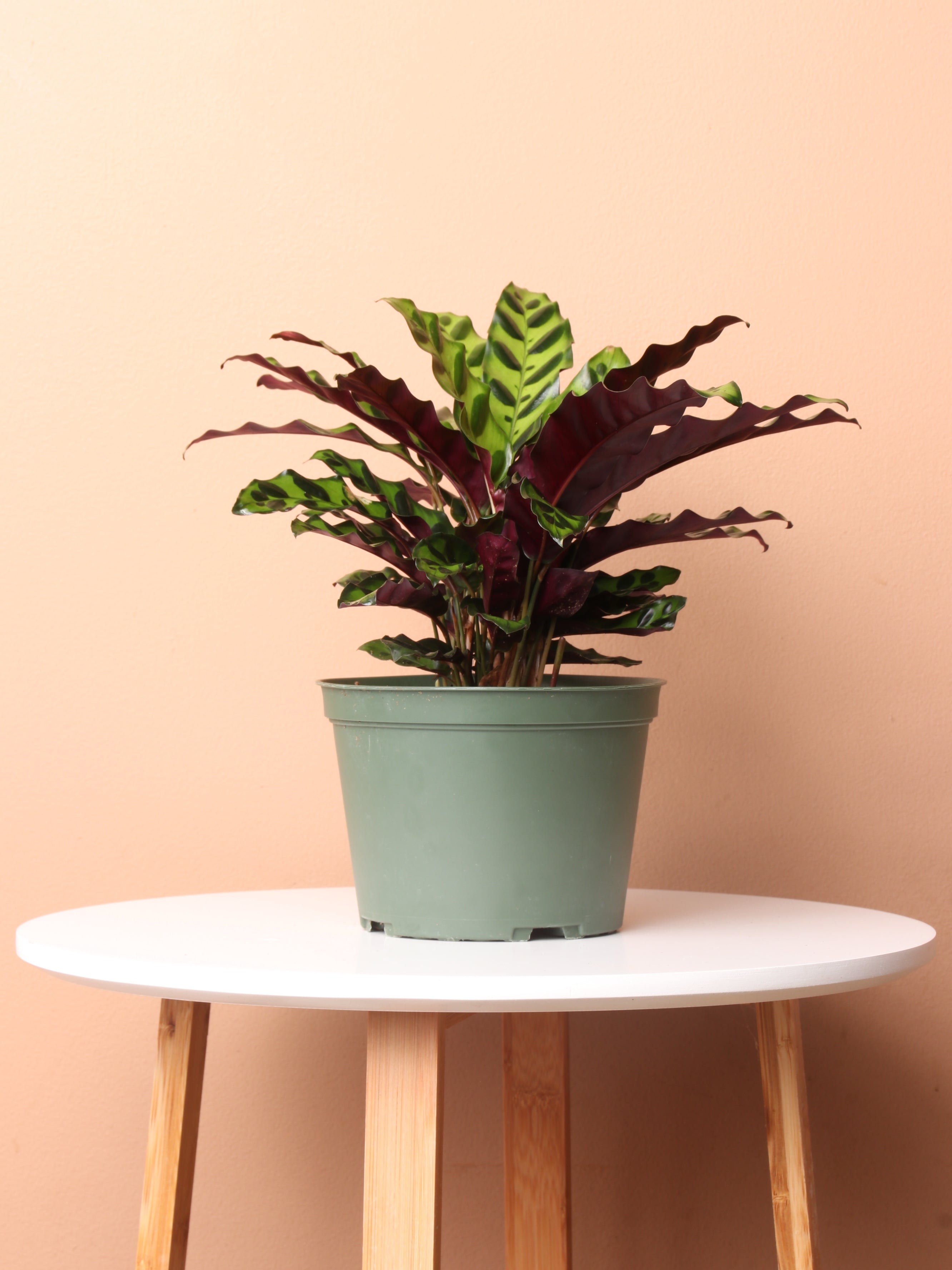 Medium Calathea Rattlesnake