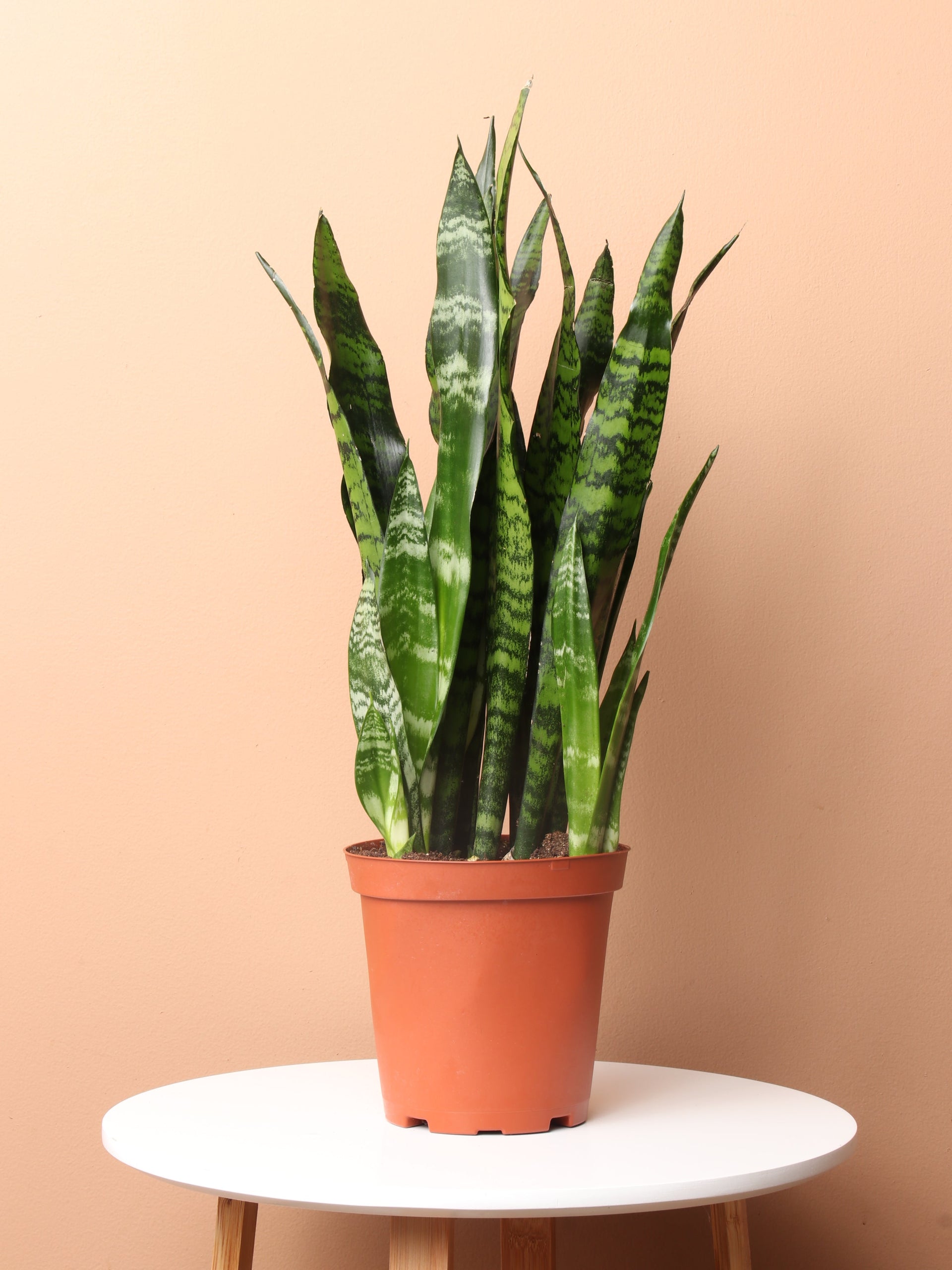 4ft snake plant Medium Green Snake Plant – Pafe Plants
