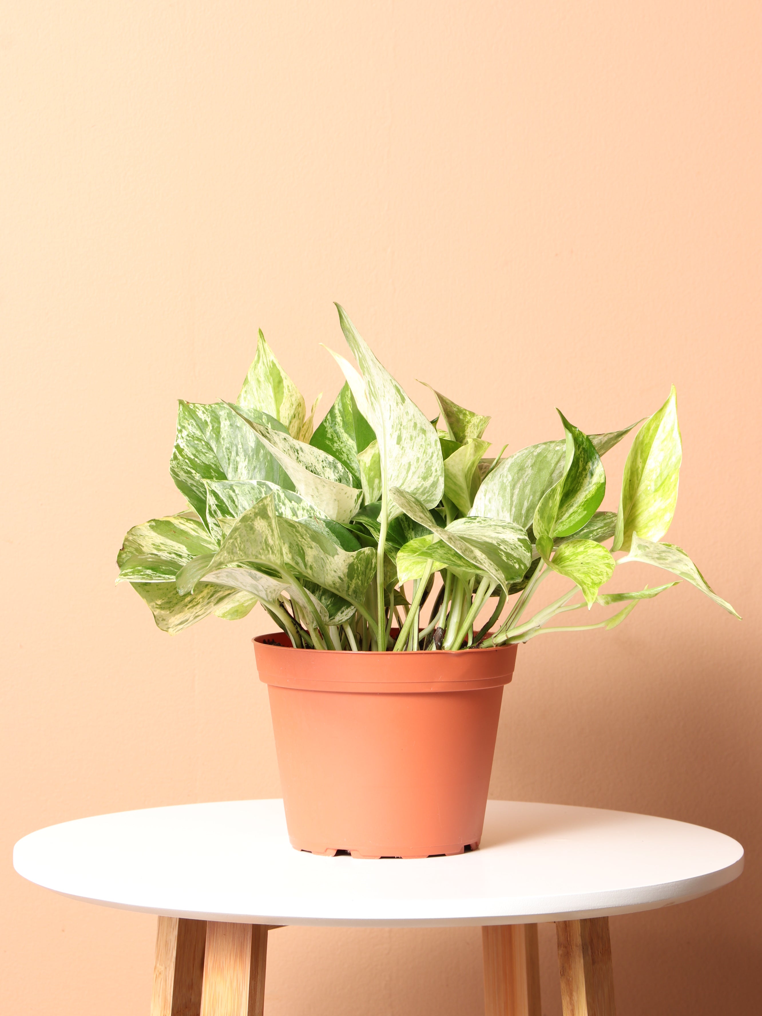 Medium Marble Queen Pothos