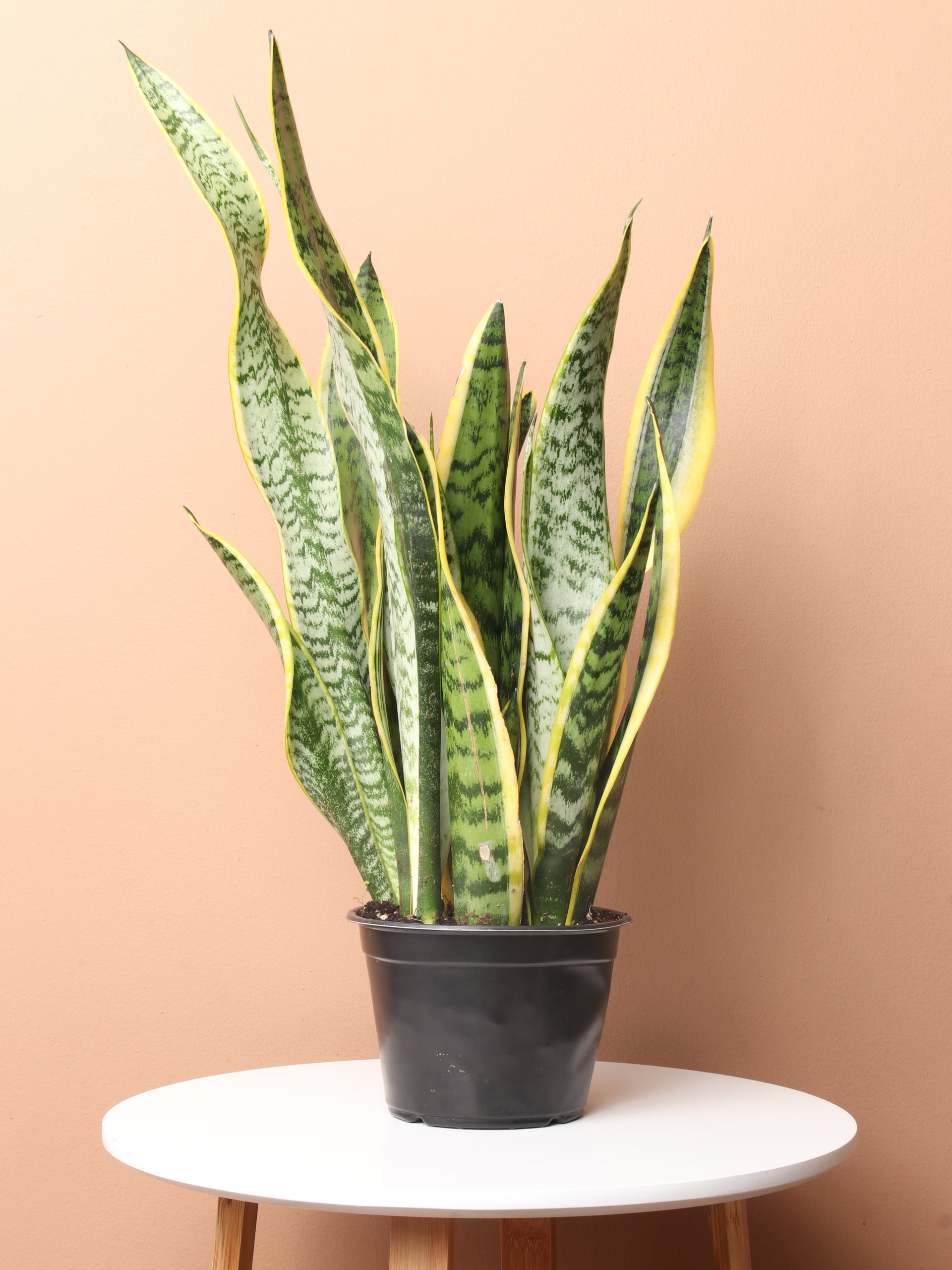 snake plant em portugues Medium Snake Plant – Pafe Plants