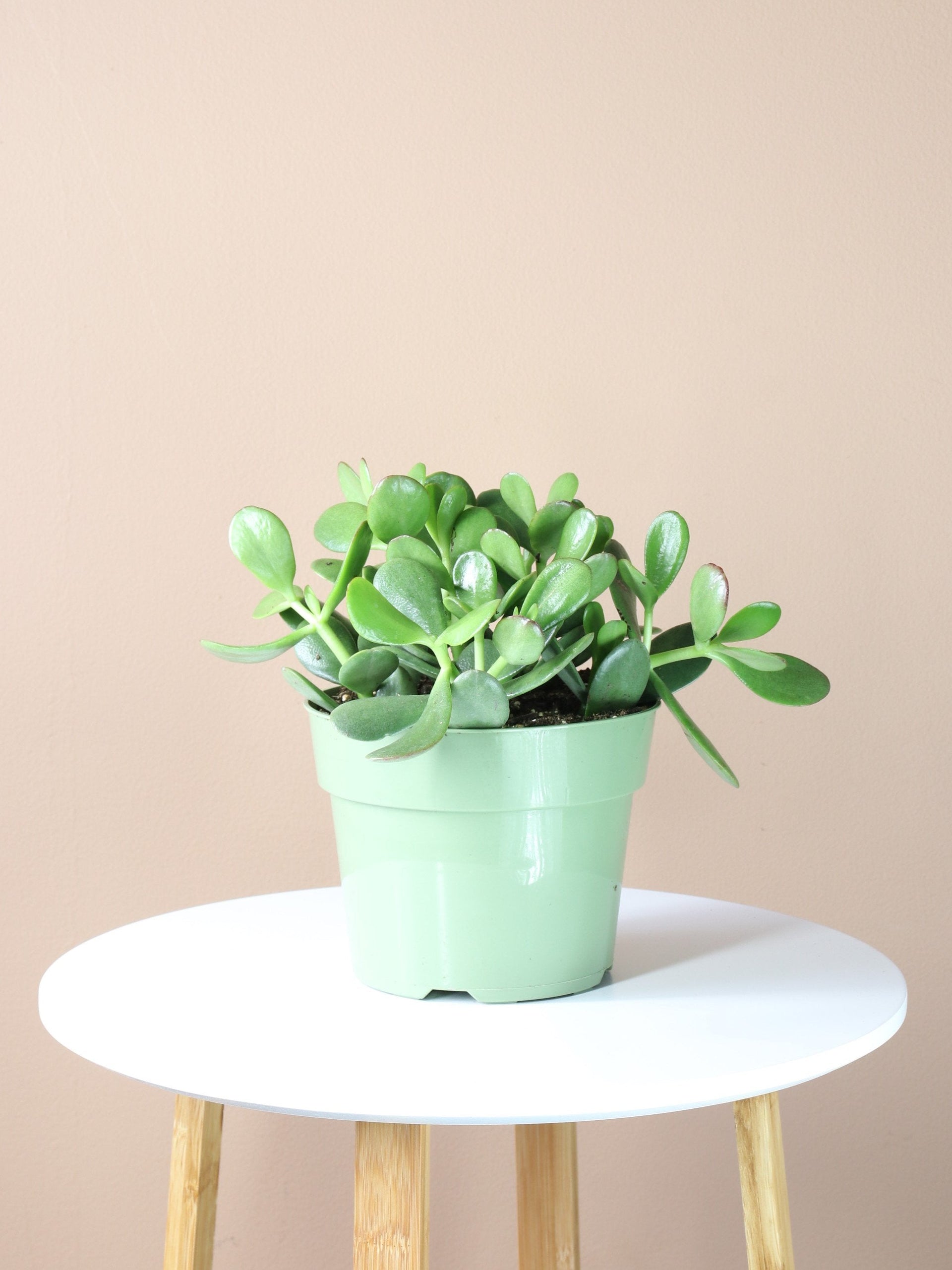 fnp jade plant Jade Plant (Medium)