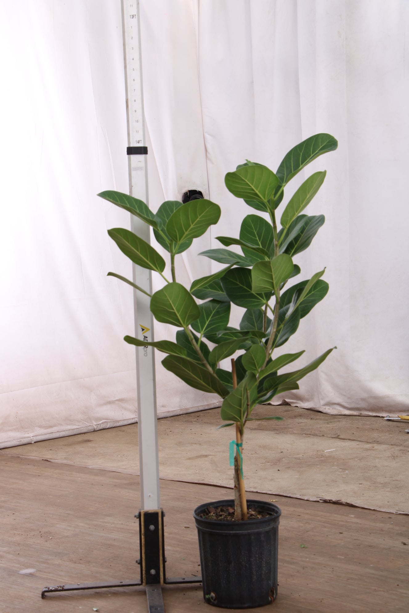 Ficus Audrey Tree With Mid-Century Pot Extra Large 5-6 ft tall, potted  plant, shipped by Léon & George