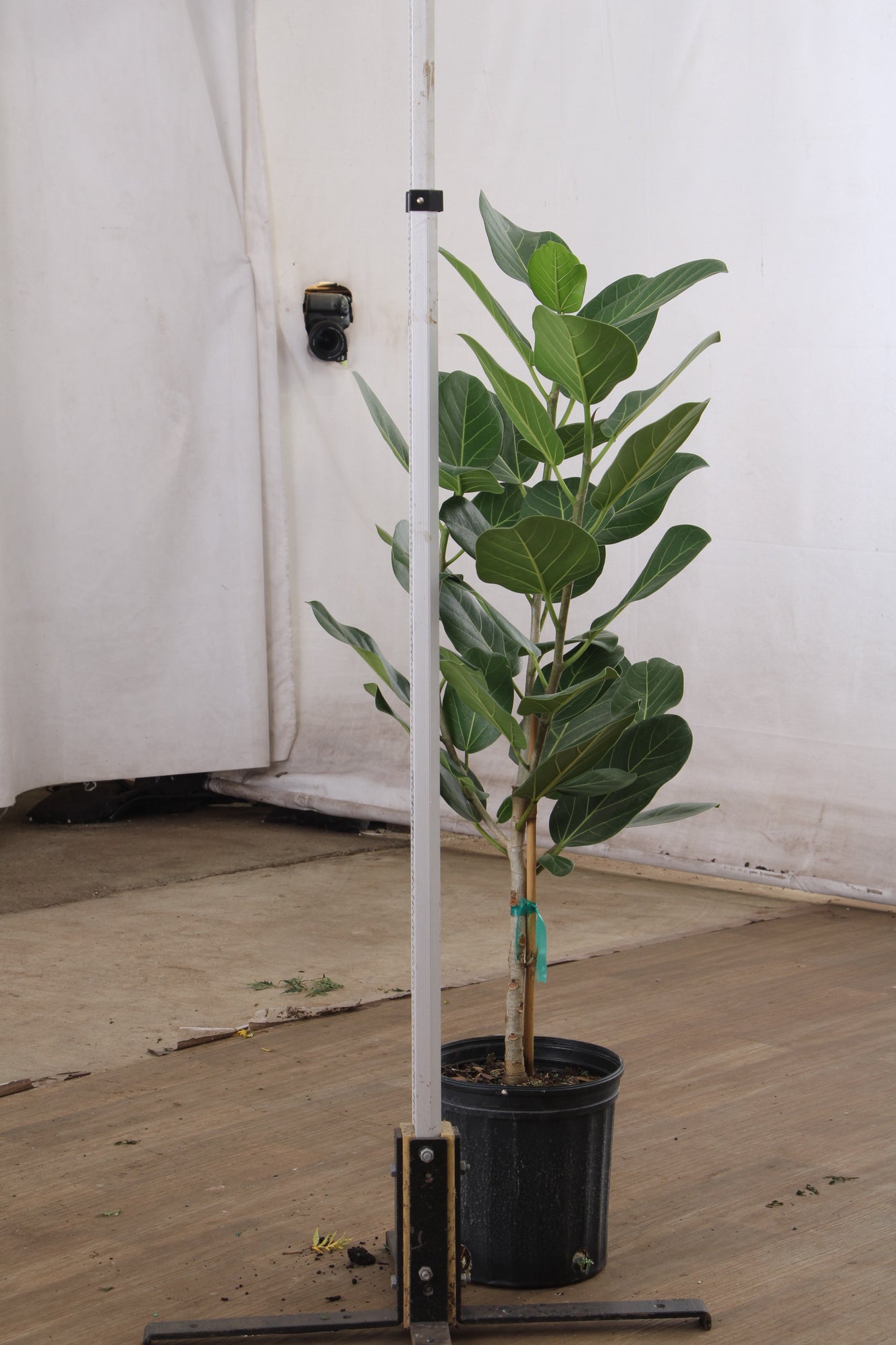 Ficus Audrey Tree With Mid-Century Pot Extra Large 5-6 ft tall, potted  plant, shipped by Léon & George