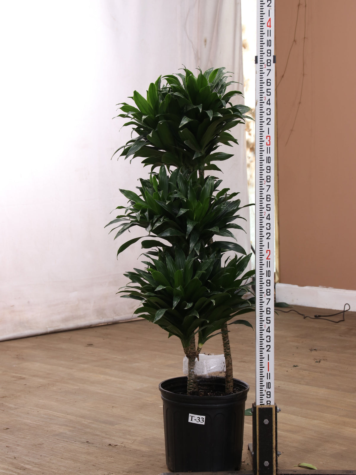 3-5 Feet Dracaena 'Compacta' | Pick the exact one over video call ...