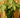 Huge Money Tree