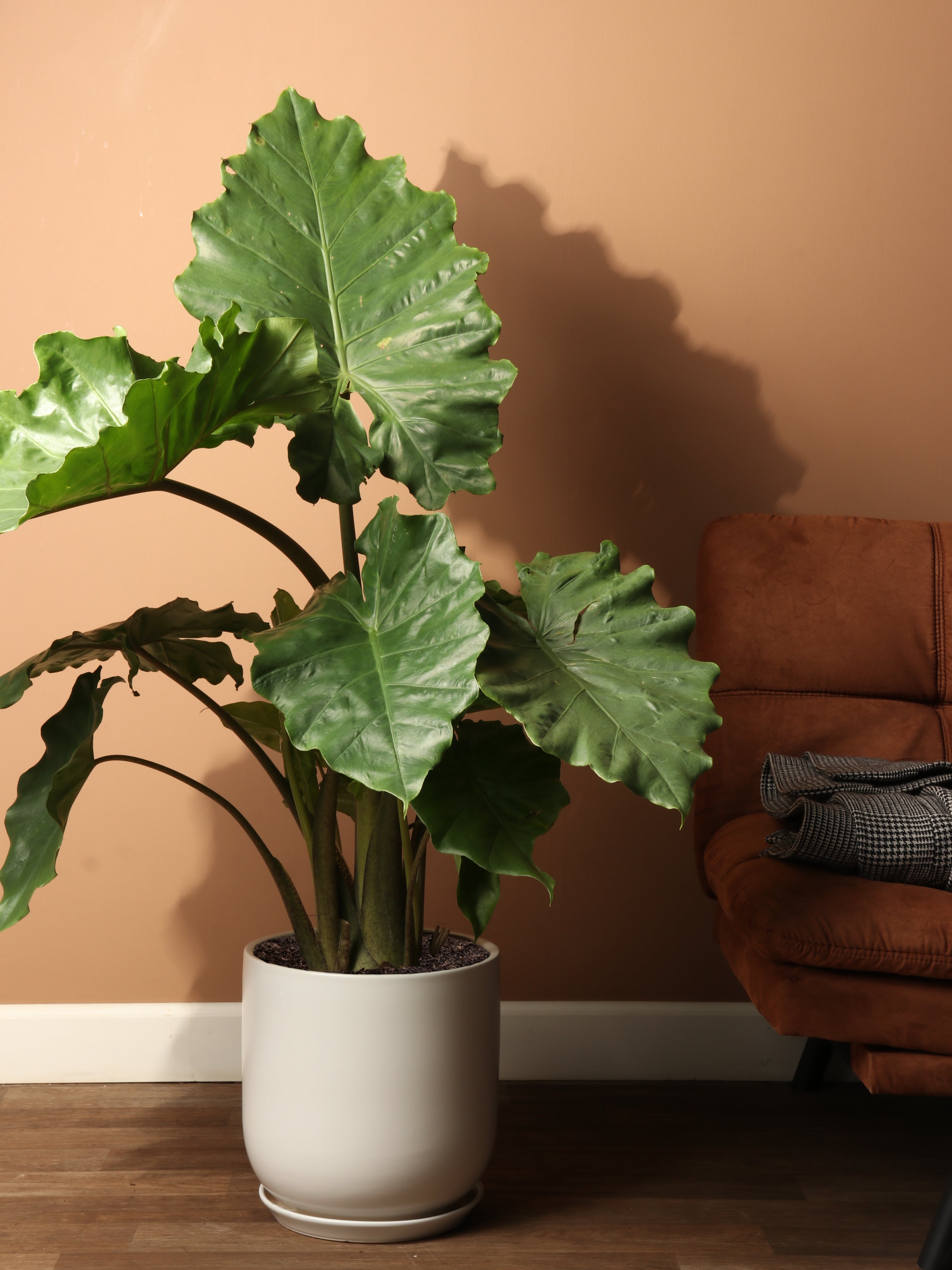 Large Alocasia 'Macrorrhiza'