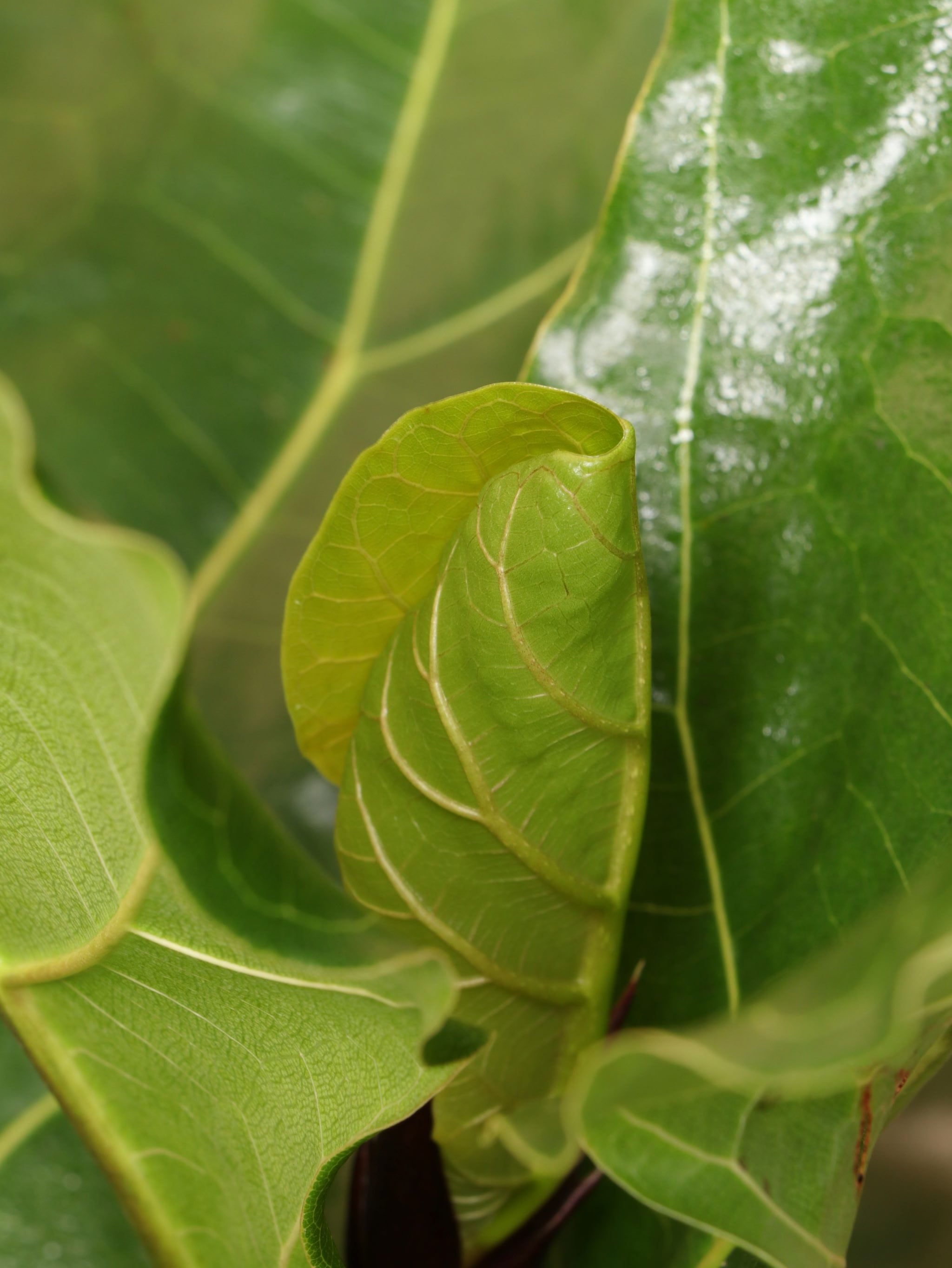 Extra Large Fiddle Leaf Fig