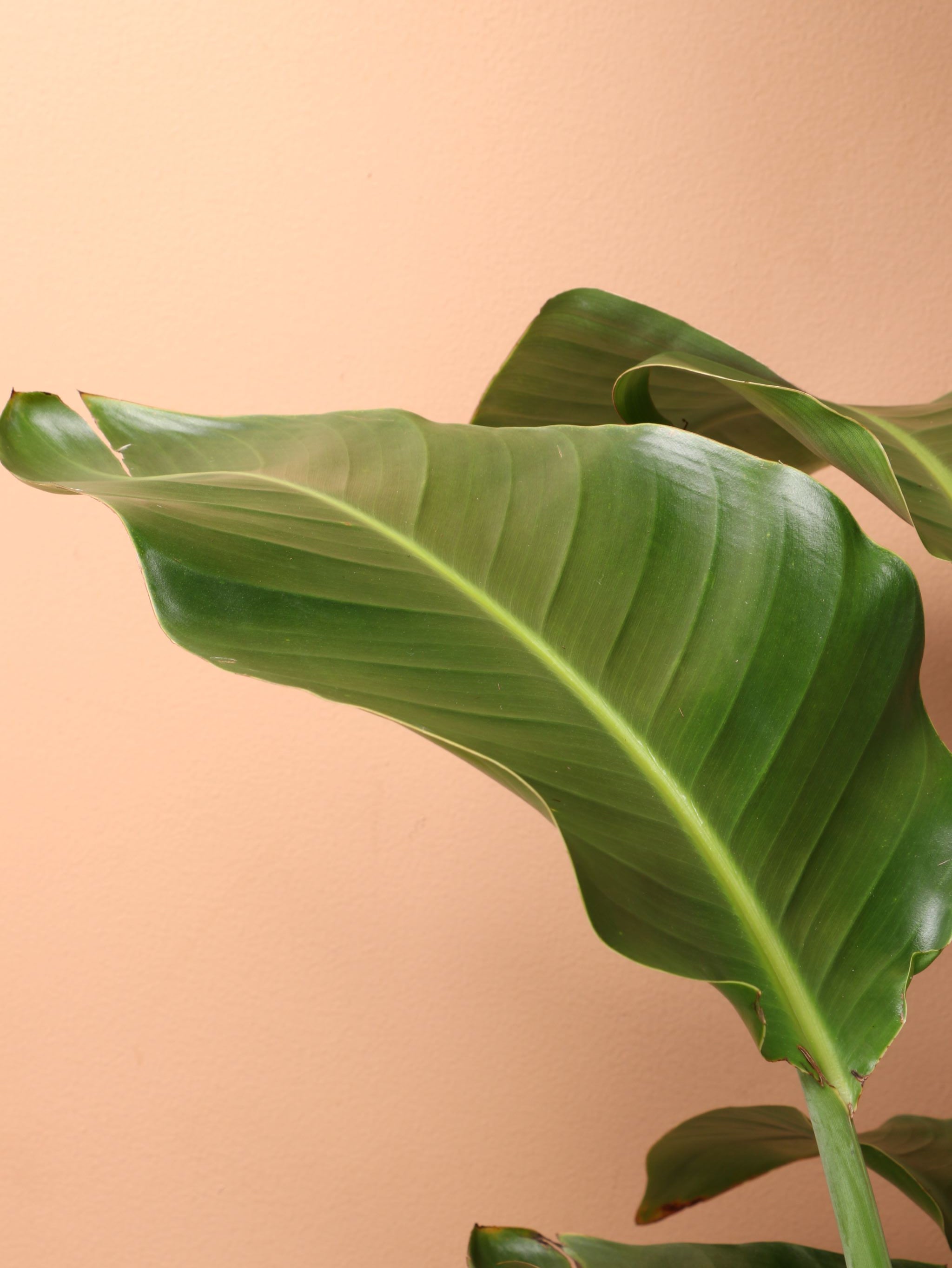 Large Bird Of Paradise