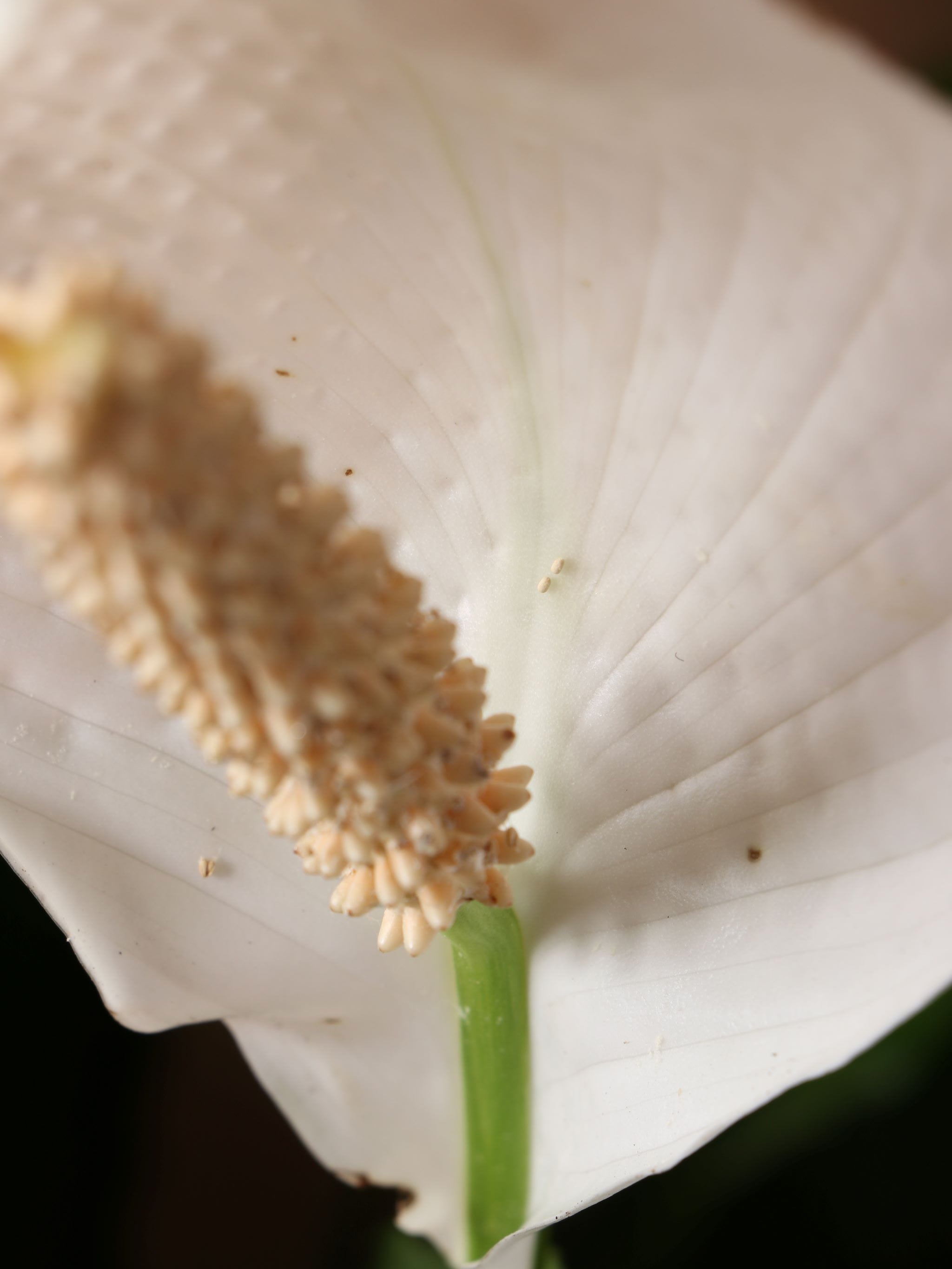 Large Peace Lily