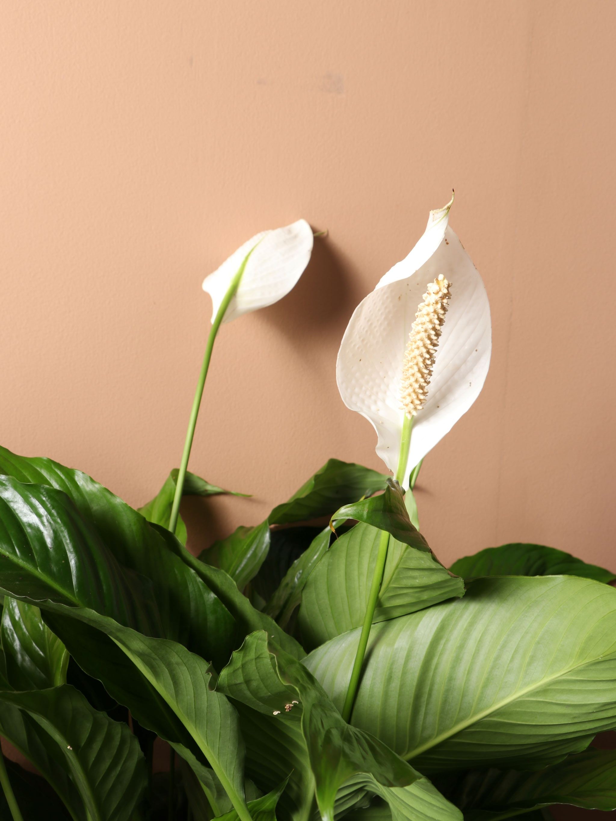 Large Peace Lily