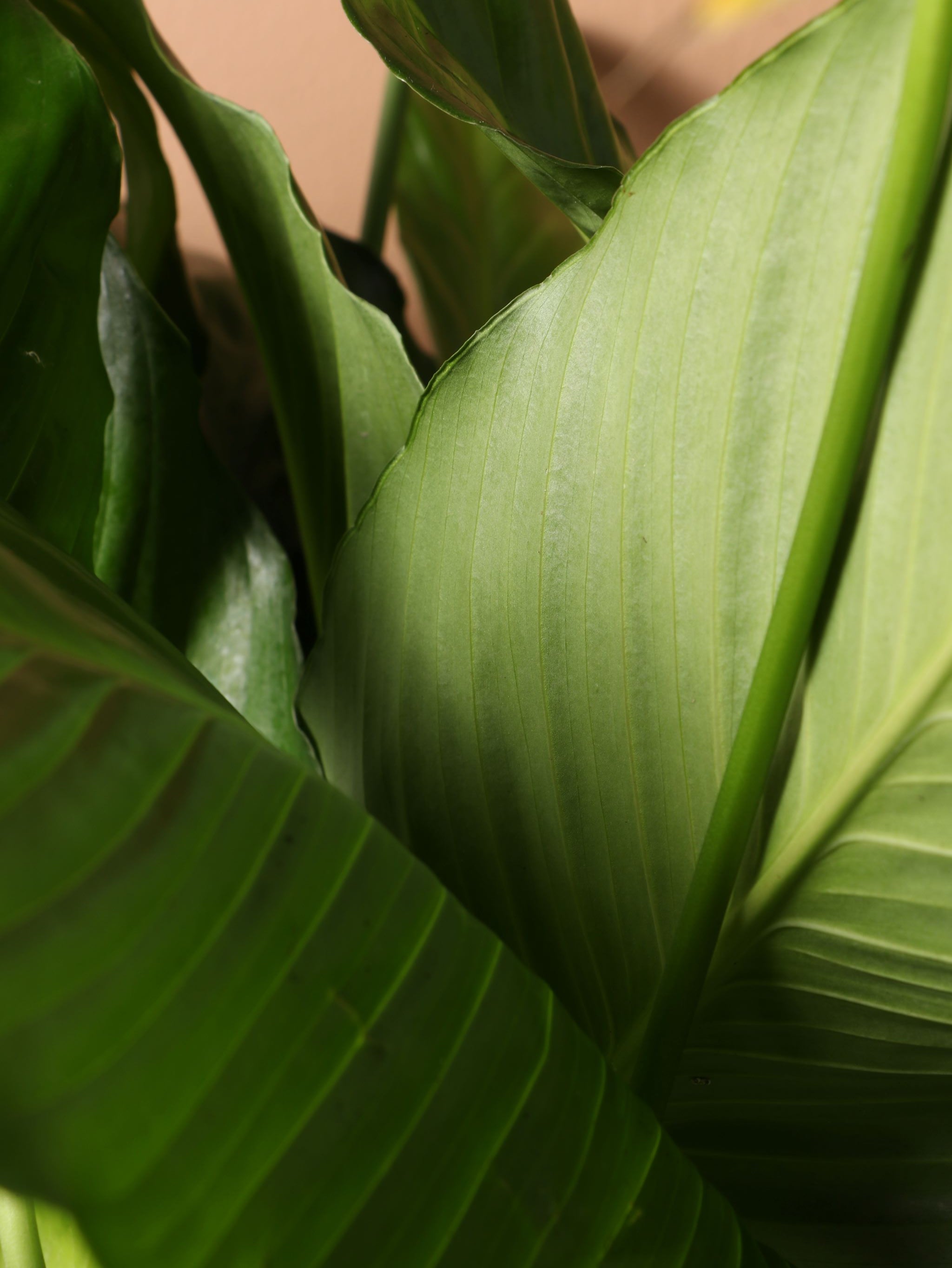 Large Peace Lily