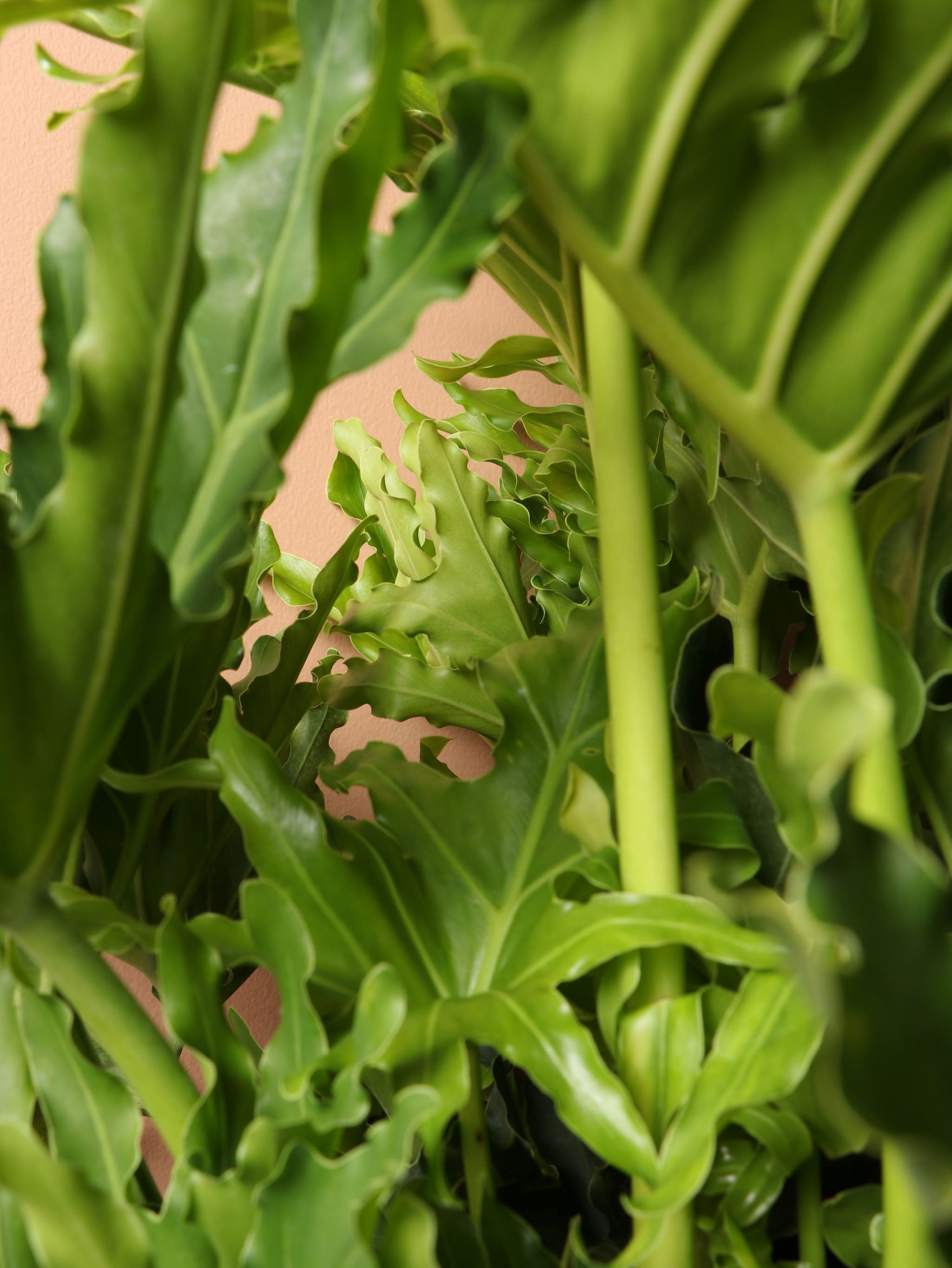 Large Philodendron 'Selloum'