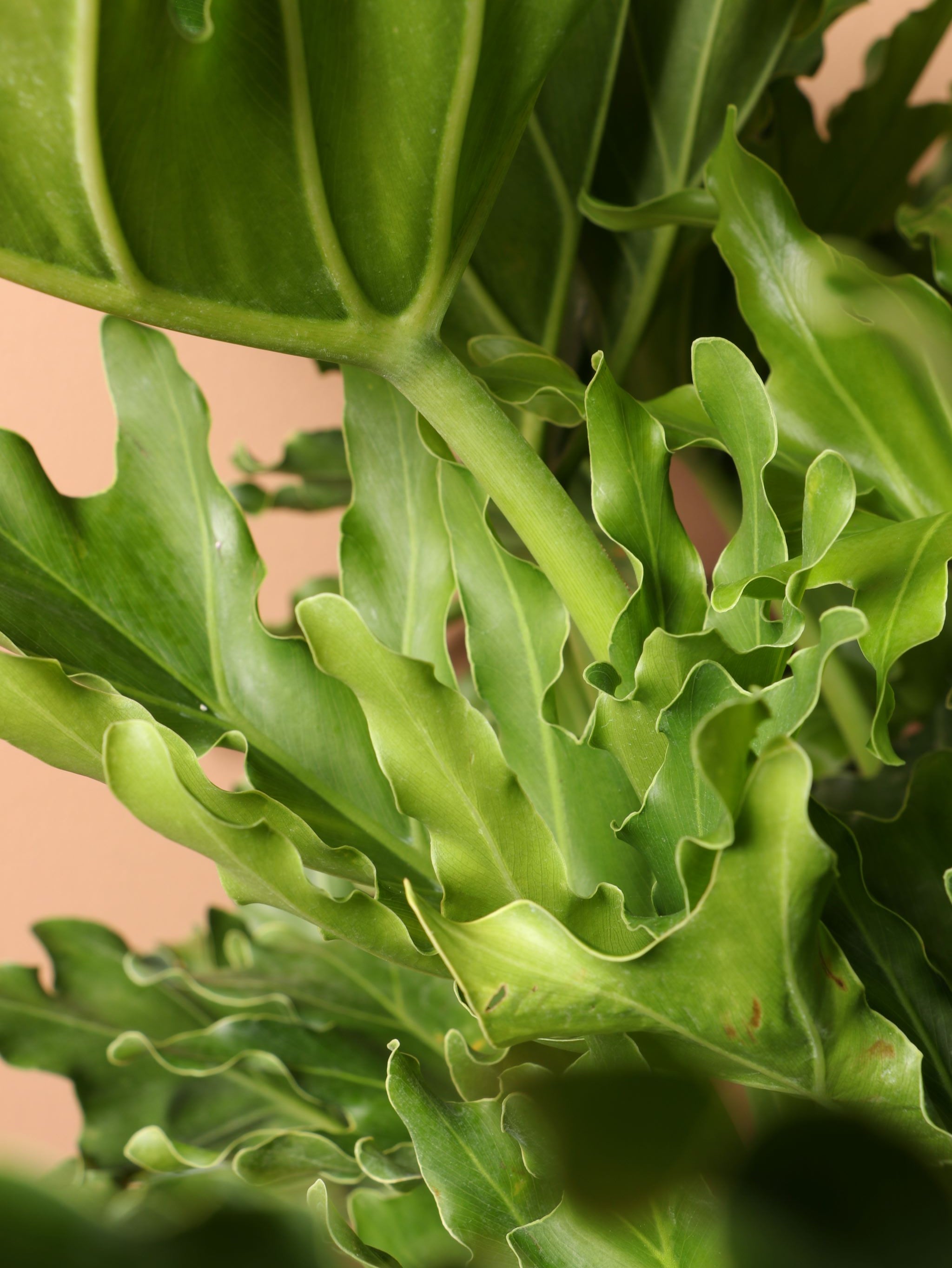 Large Philodendron 'Selloum'