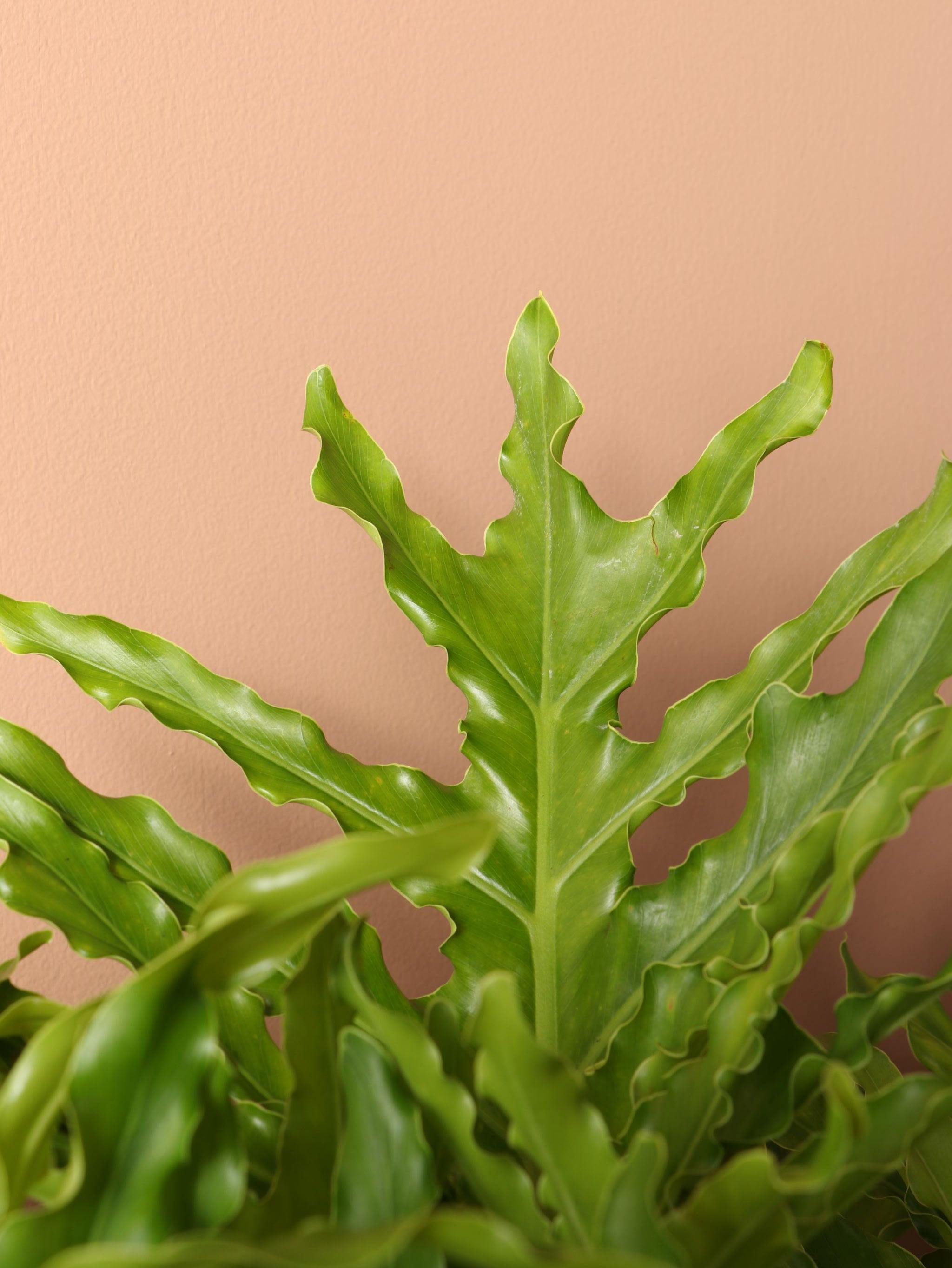 Large Philodendron 'Selloum'