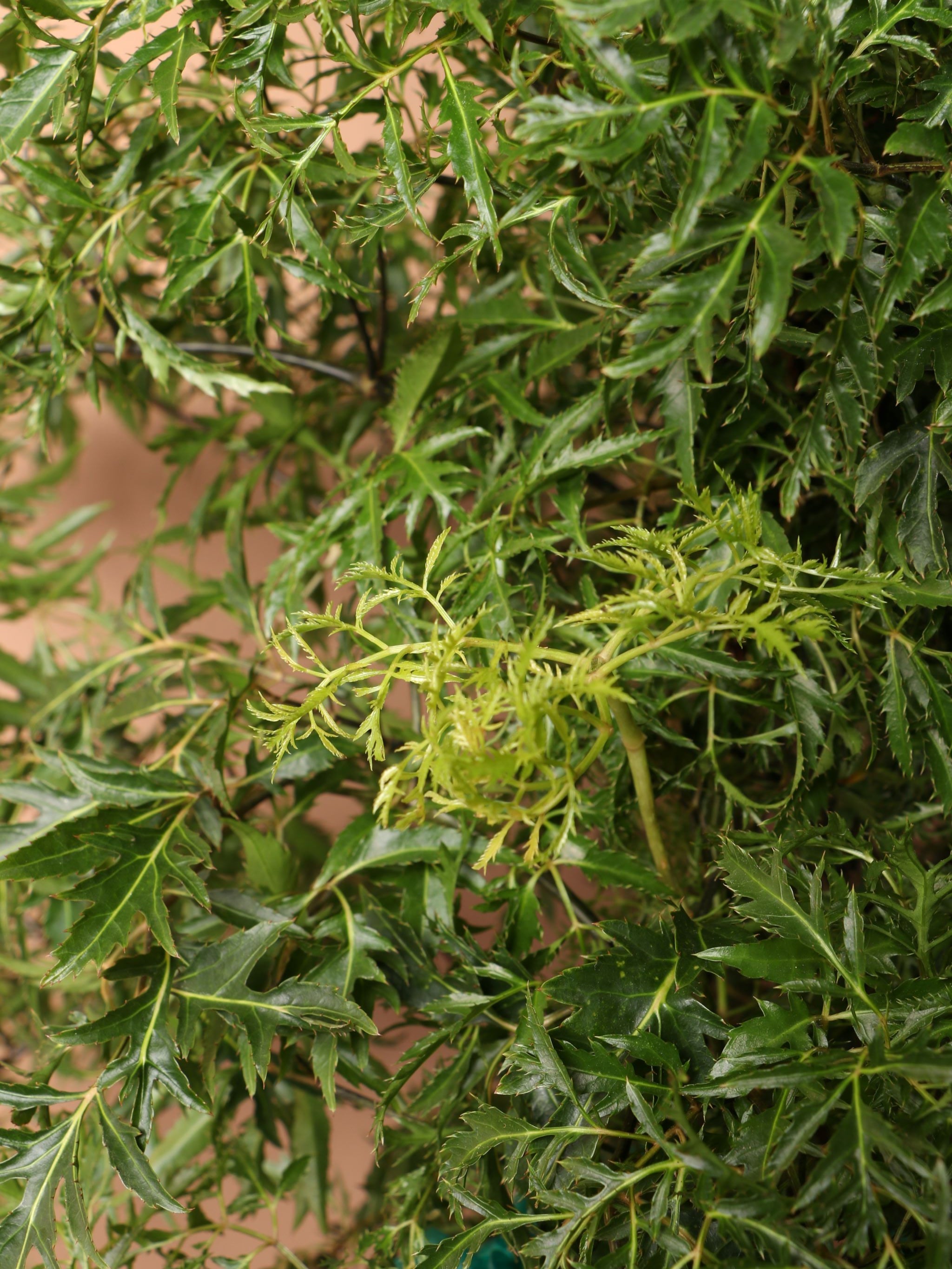 Large Ming Aralia