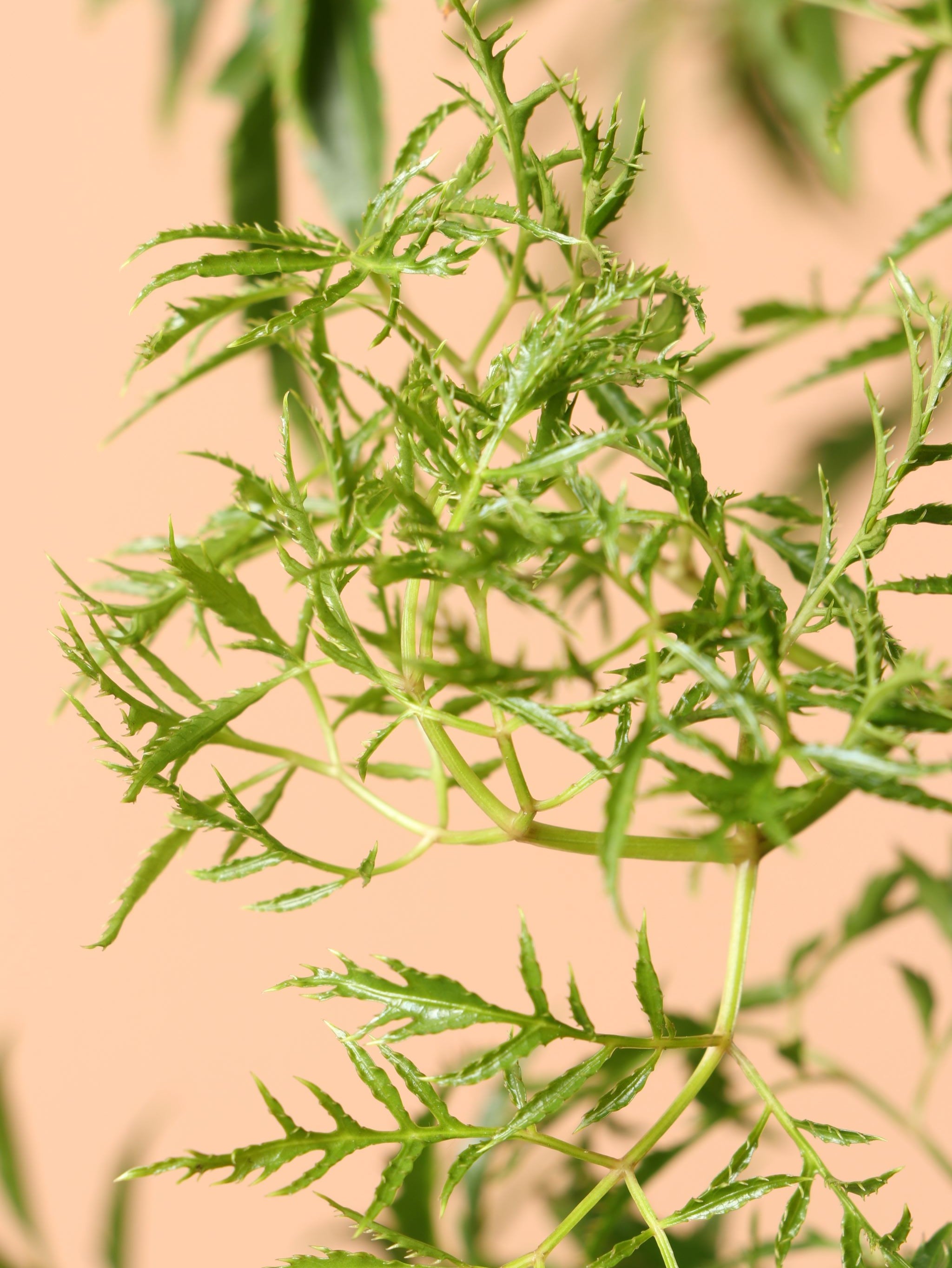 Large Ming Aralia