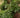 Large Ming Aralia