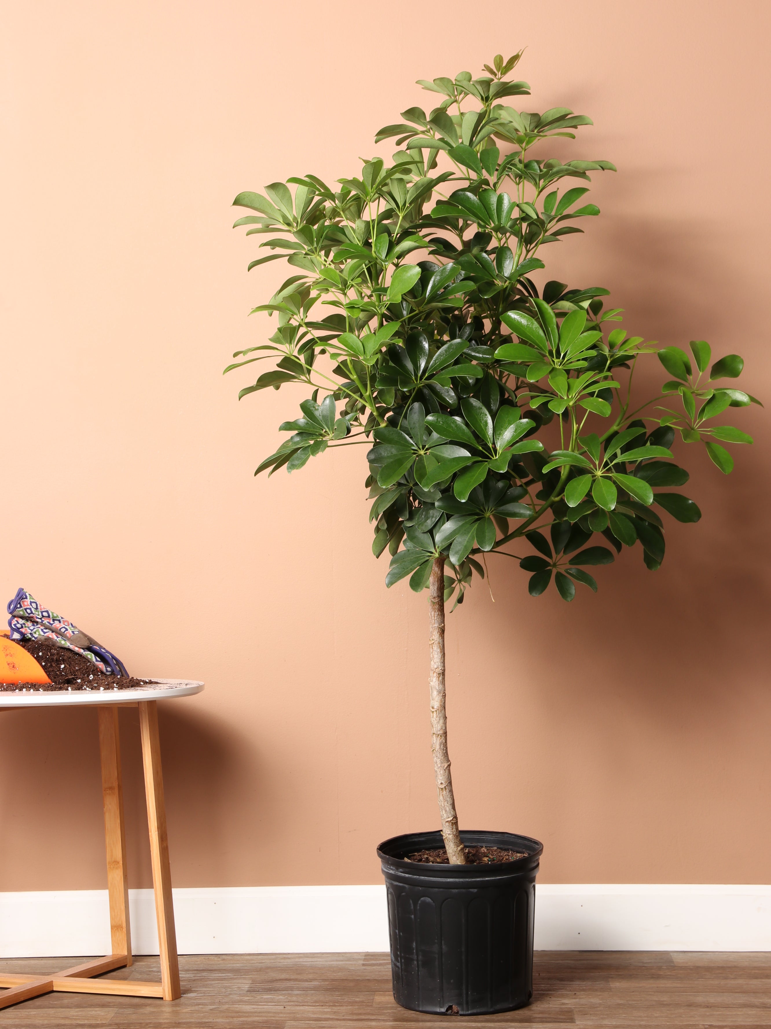 schefflera arboricola home depot 3-5 Feet Schefflera 'Arboricola'