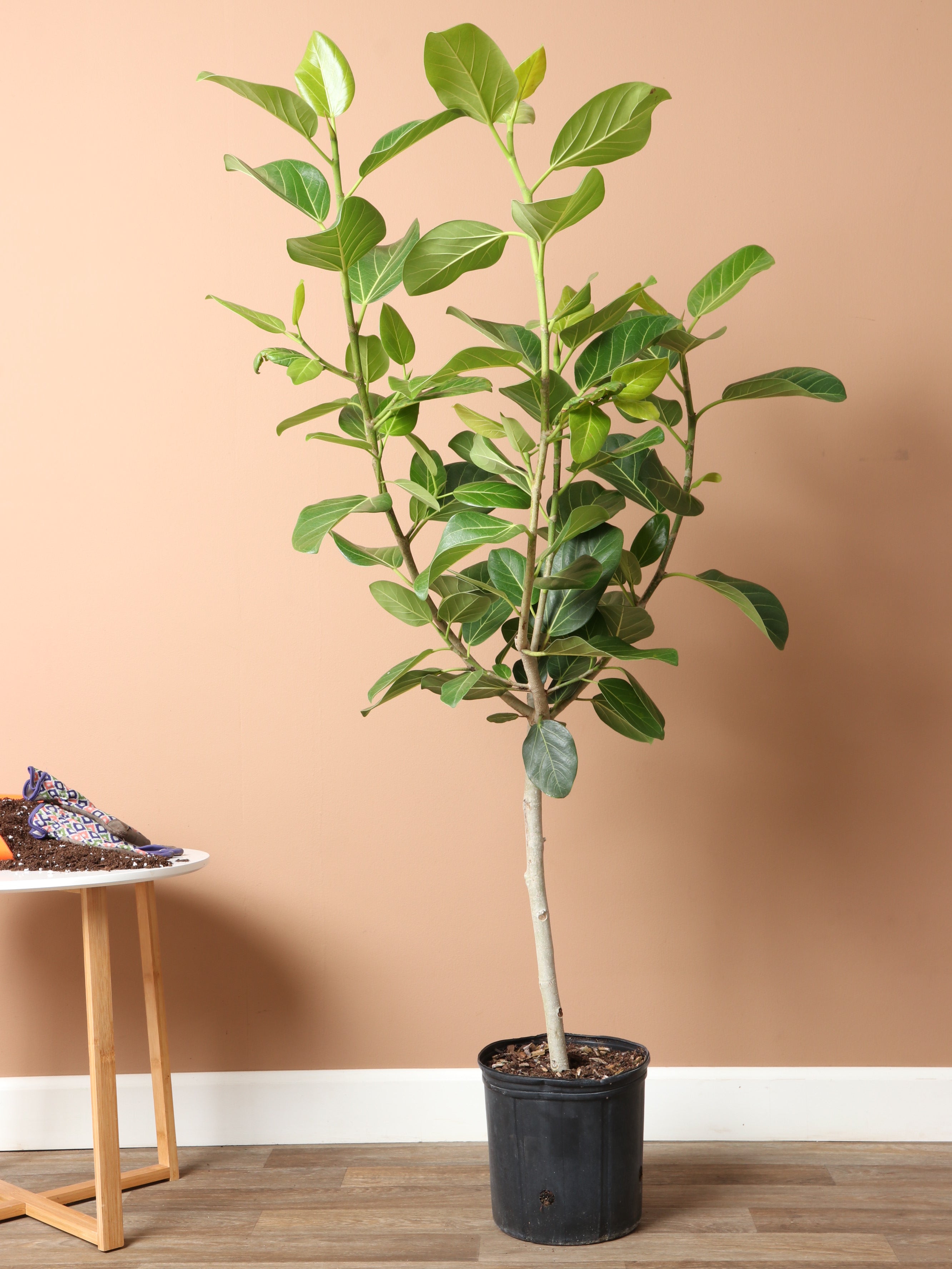 Large Audrey Ficus Std