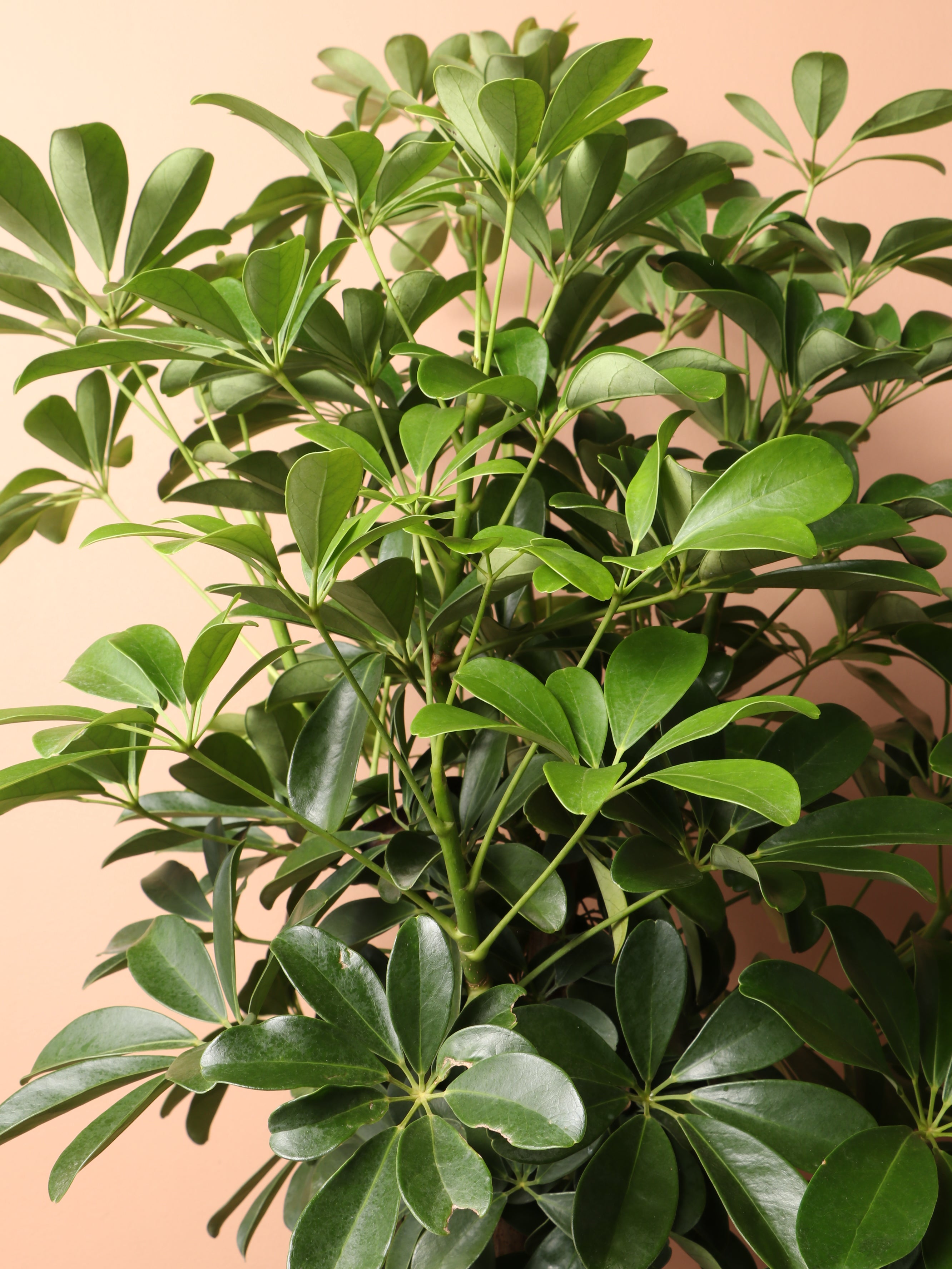 Large Schefflera 'Arboricola'