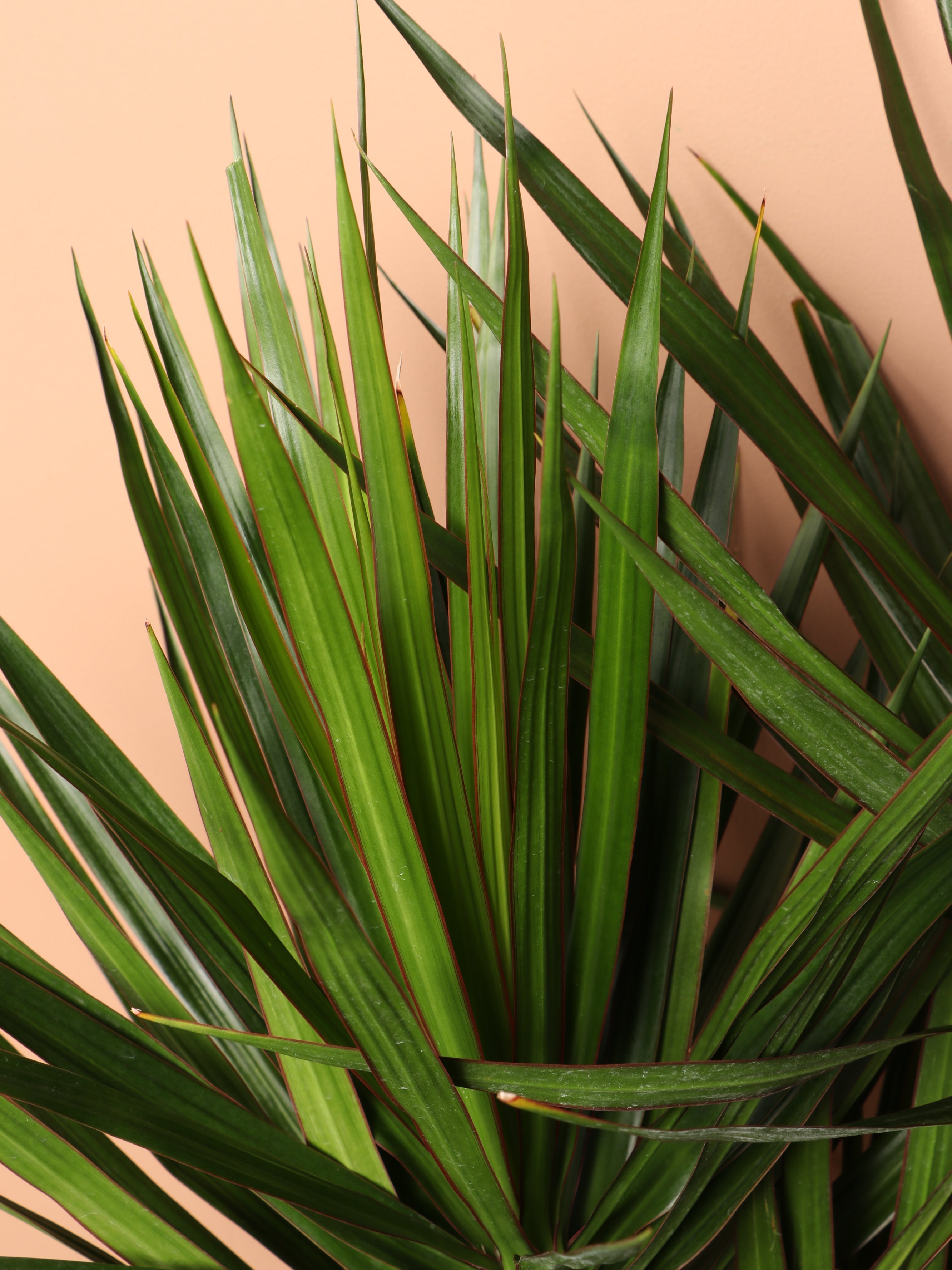 Large Dracaena Marginata