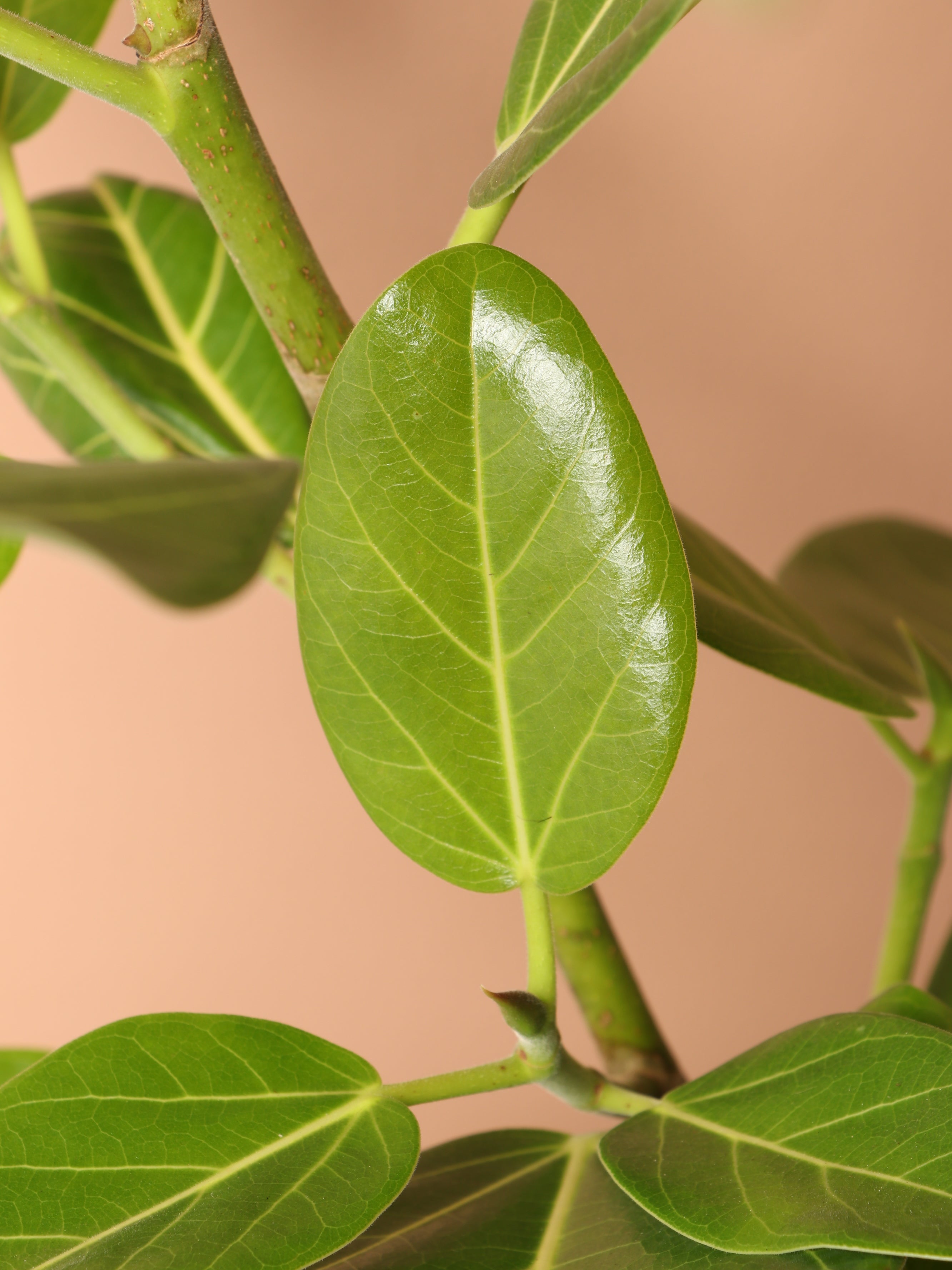 Large Audrey Ficus Std