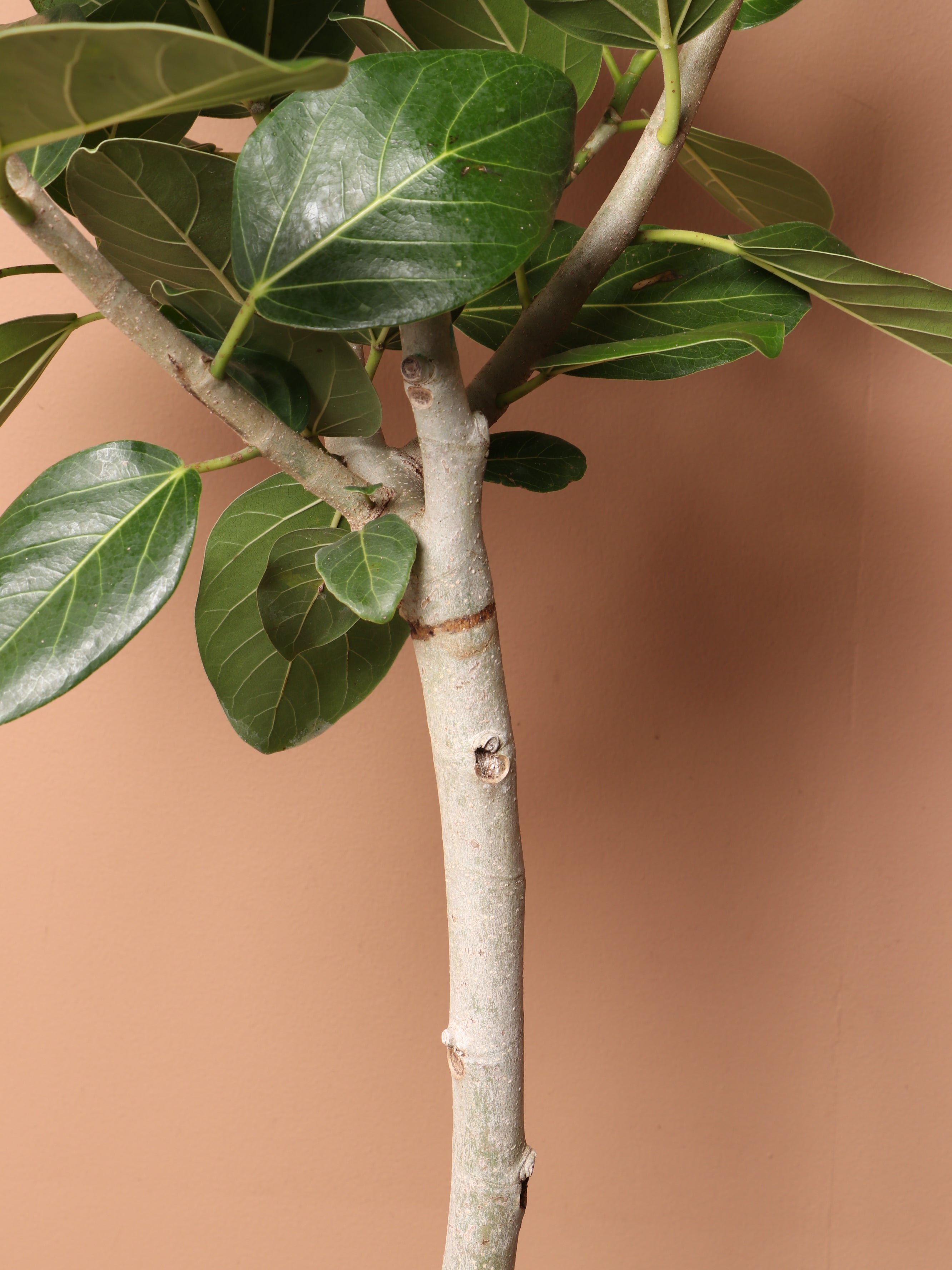 Large Audrey Ficus Std