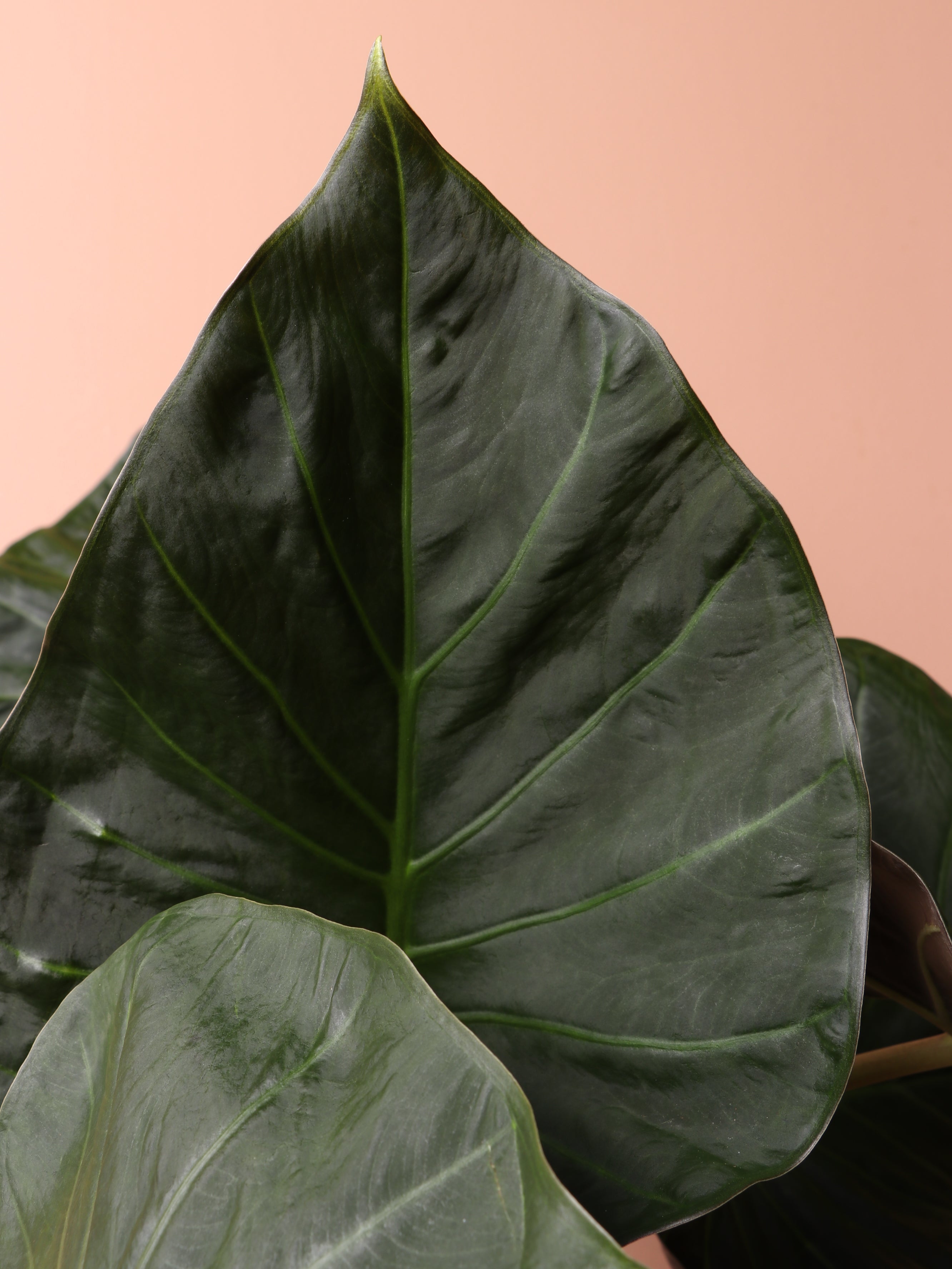 Large Alocasia 'Regal Shield'