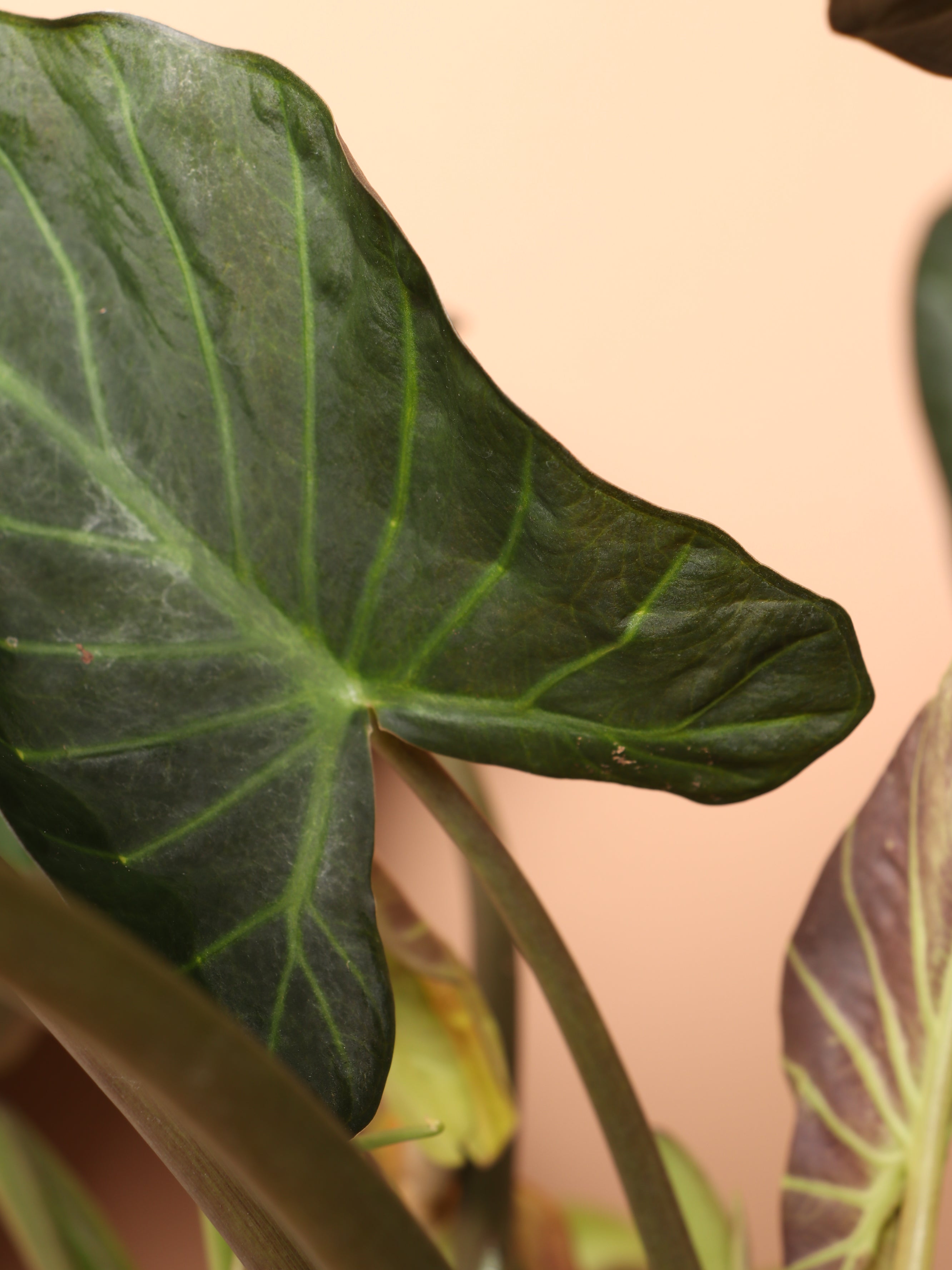 Large Alocasia 'Regal Shield'