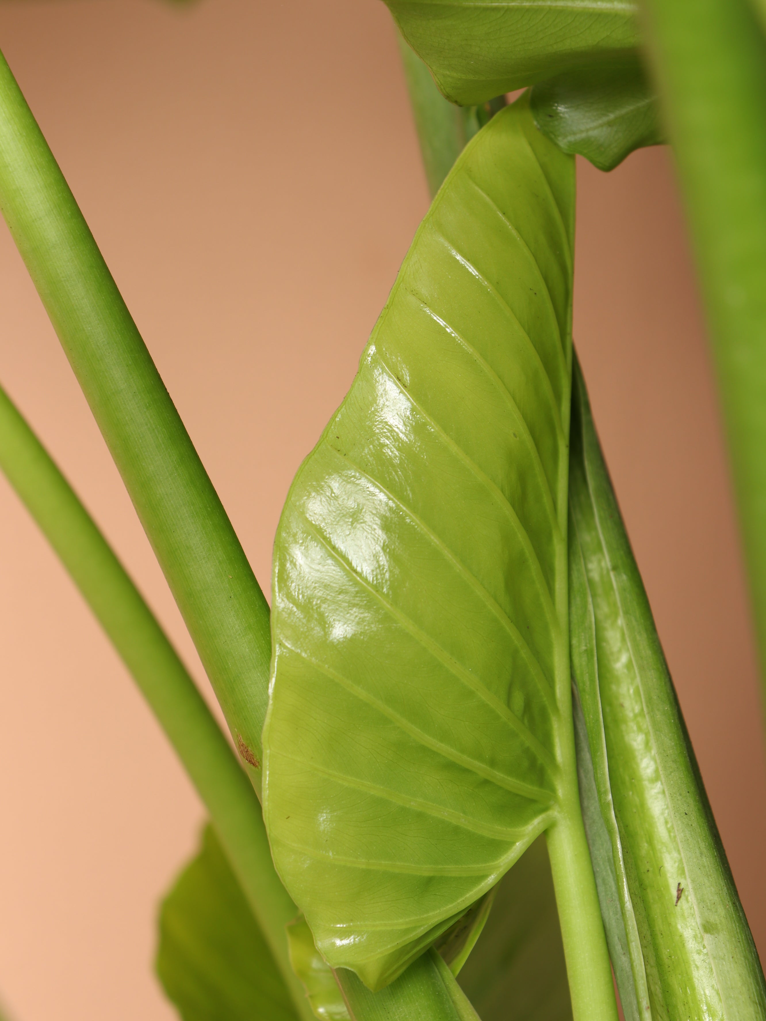 Large Alocasia 'Odora'