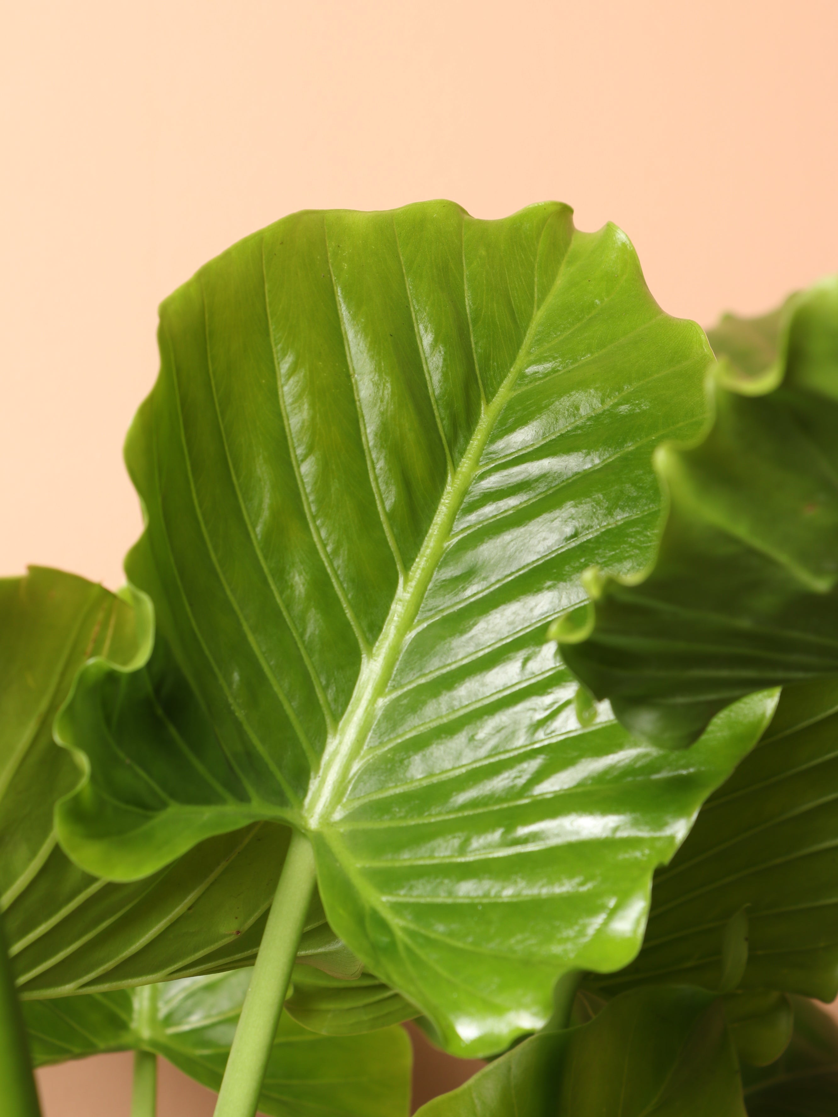 Large Alocasia 'Odora'