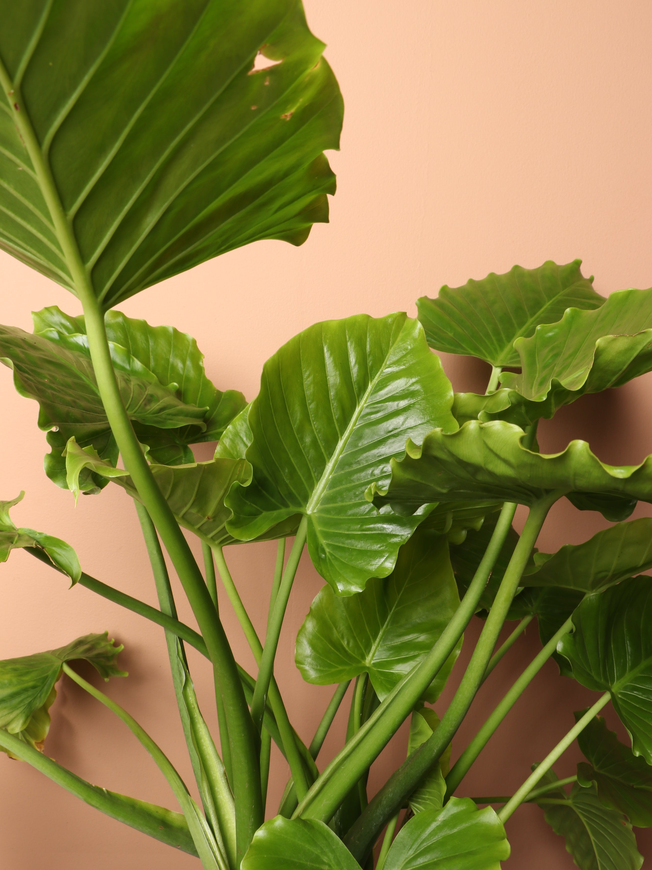 Large Alocasia 'Odora'