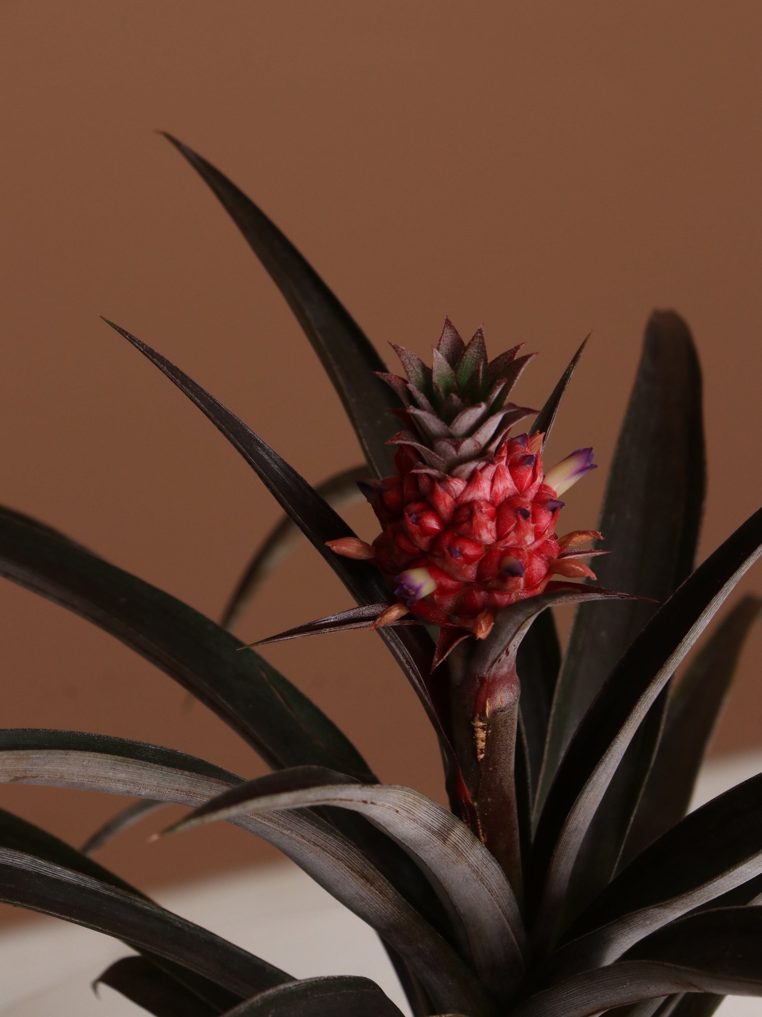 Small Pineapple Plant
