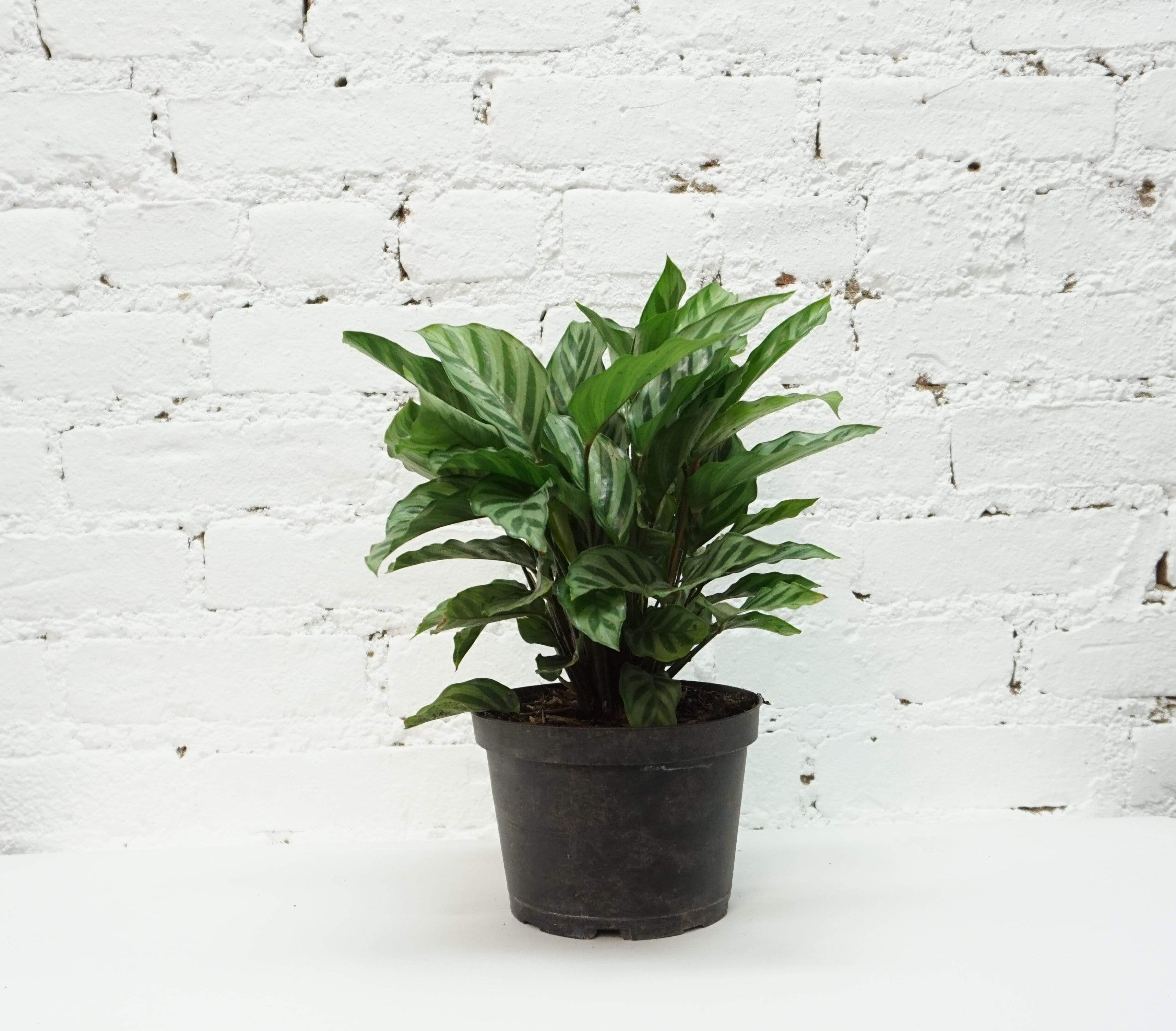 Medium Calathea Freddy